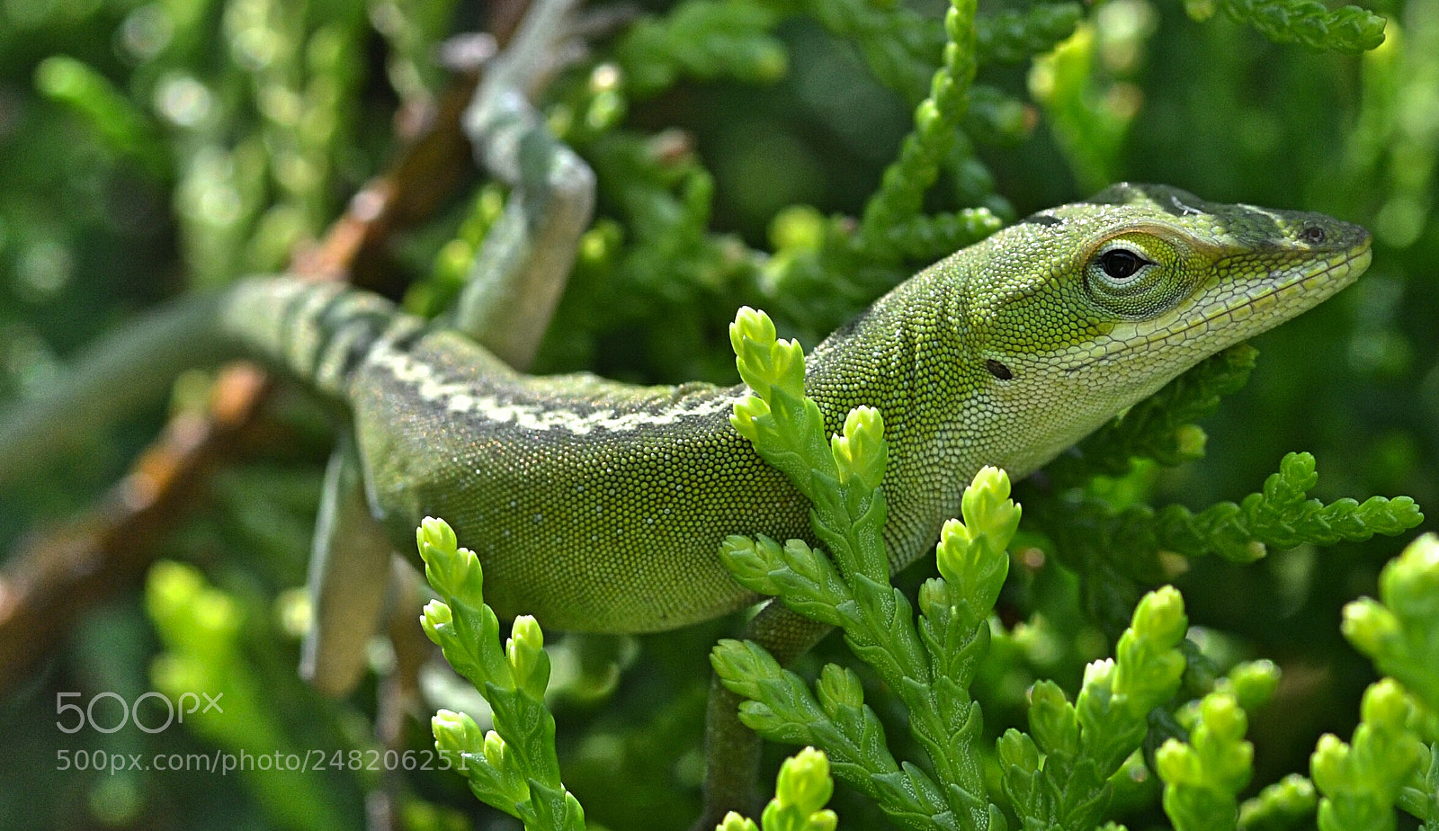 Nikon D3100 sample photo. Blending in photography