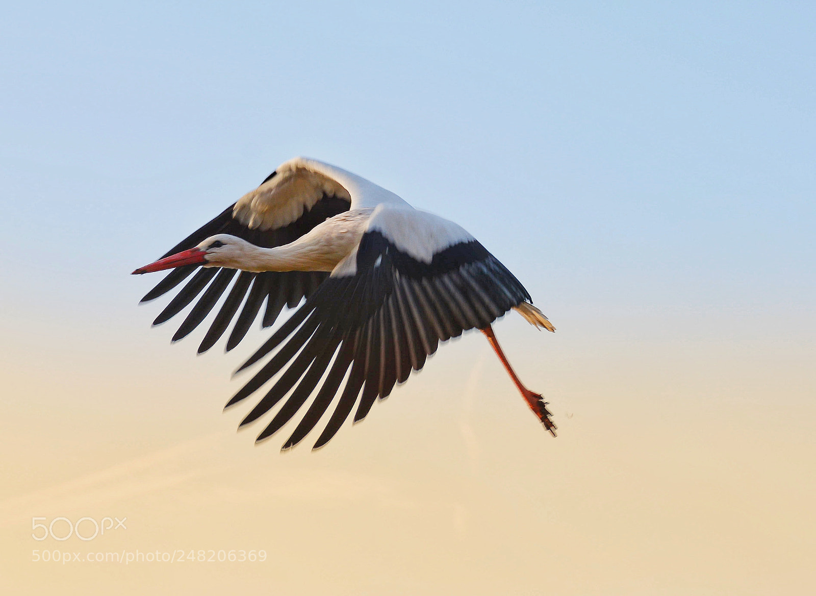 Nikon D7100 sample photo. Cigogne photography