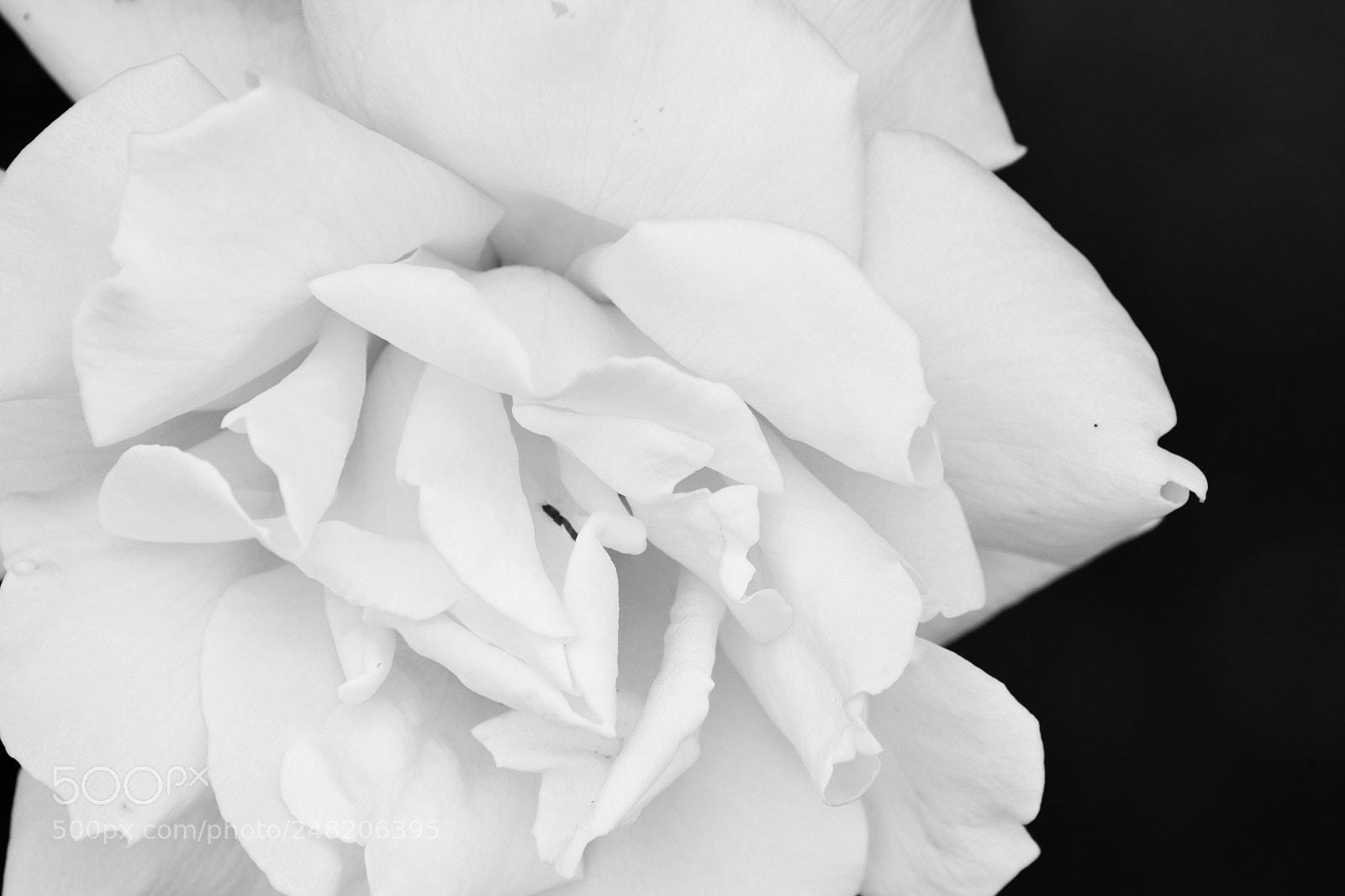 Nikon D5300 sample photo. Blanca y pura. photography
