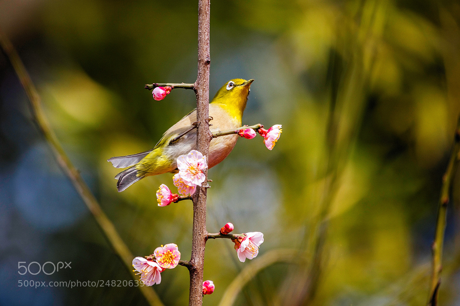 Canon EOS 5DS R sample photo. Messenger of spring photography