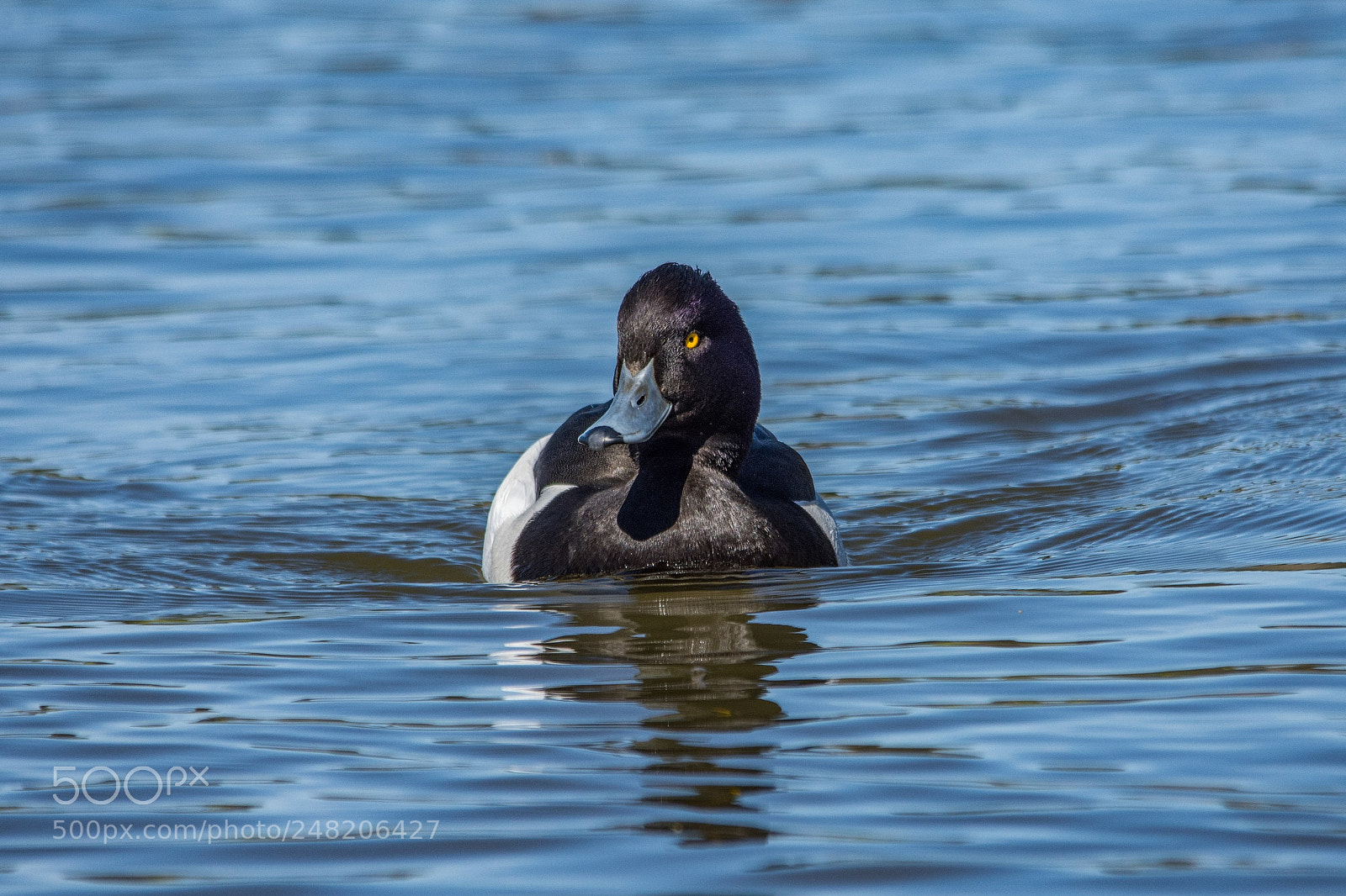 Nikon D7200 sample photo. Tufted duck photography