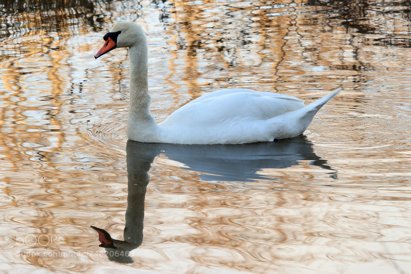 Canon EOS 80D sample photo. Swan reflection photography