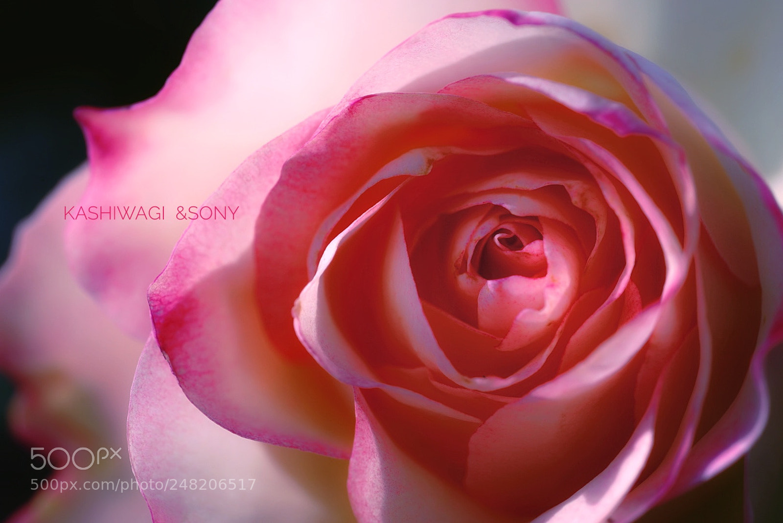 Sony a7 II sample photo. Honoka / japan 2004 photography