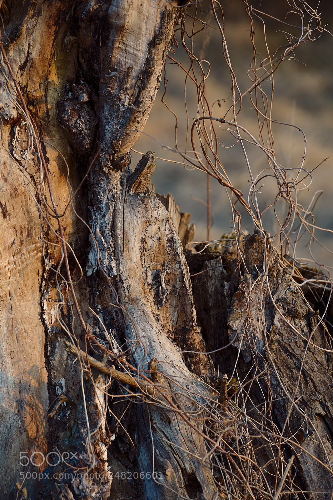 Sony a7 II sample photo. Tree photography
