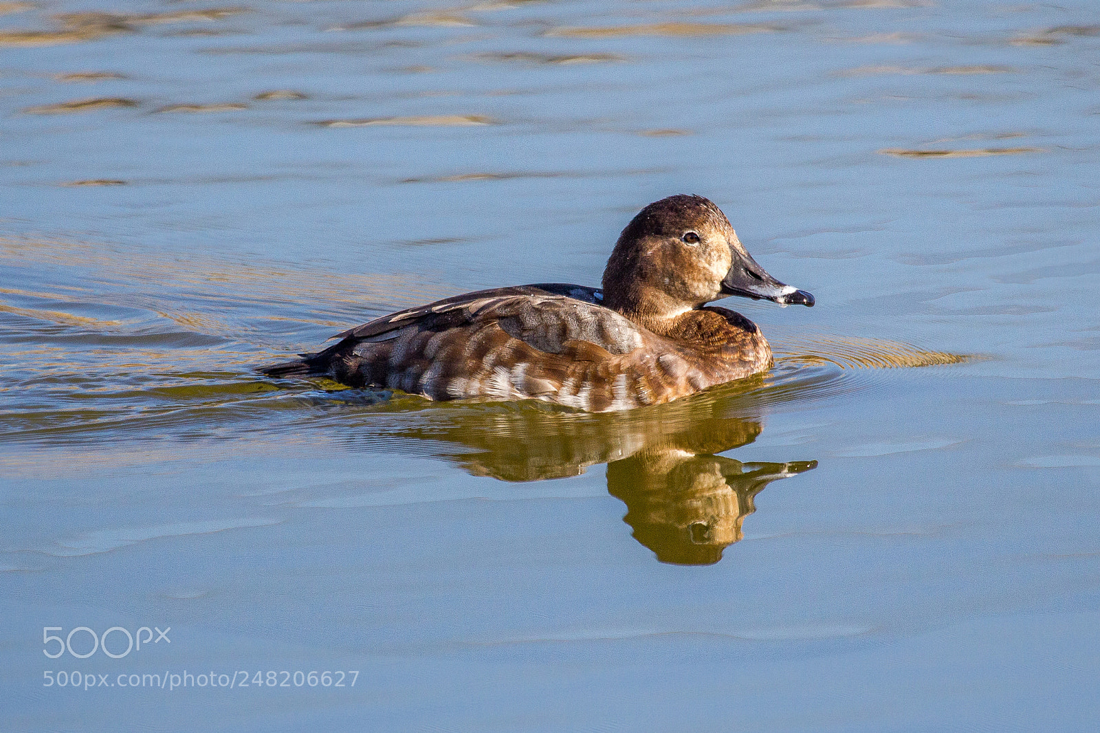 Canon EOS 60D sample photo. Common pochard photography