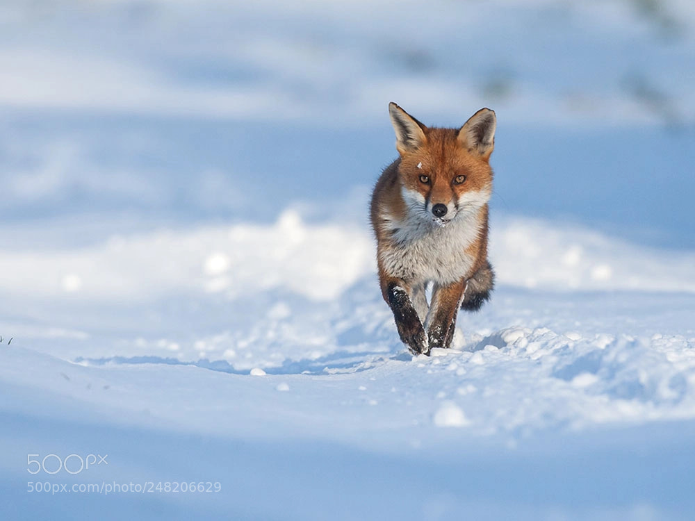Canon EOS-1D Mark III sample photo. Fox in the snow photography