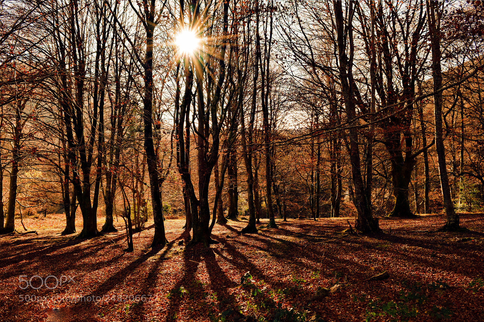 Nikon D5300 sample photo. Sombras de otoño photography