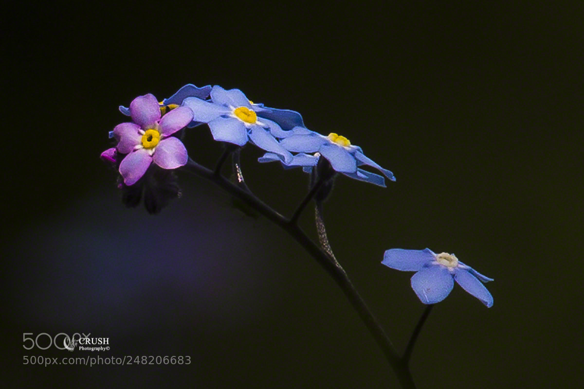 Canon EOS-1D X sample photo. Forget-me-not photography