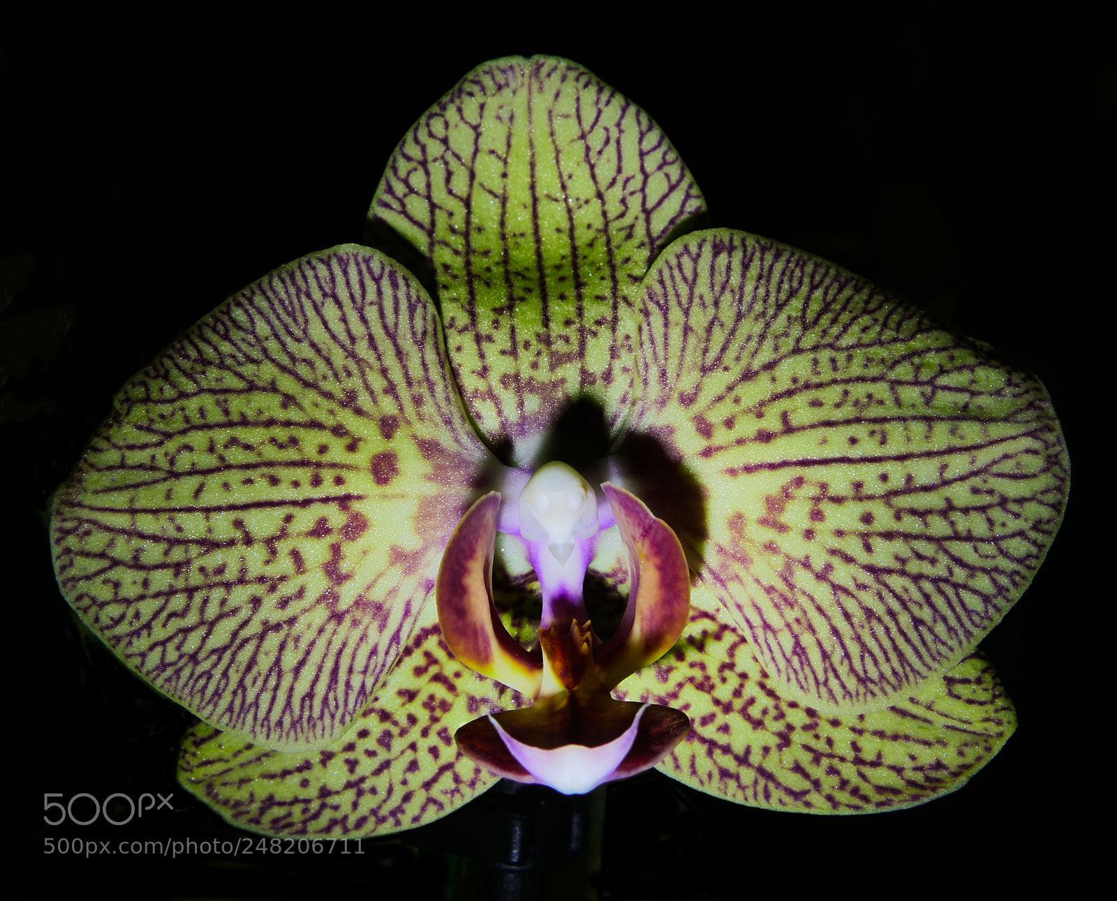 Panasonic Lumix DMC-FZ1000 sample photo. Orchidee photography