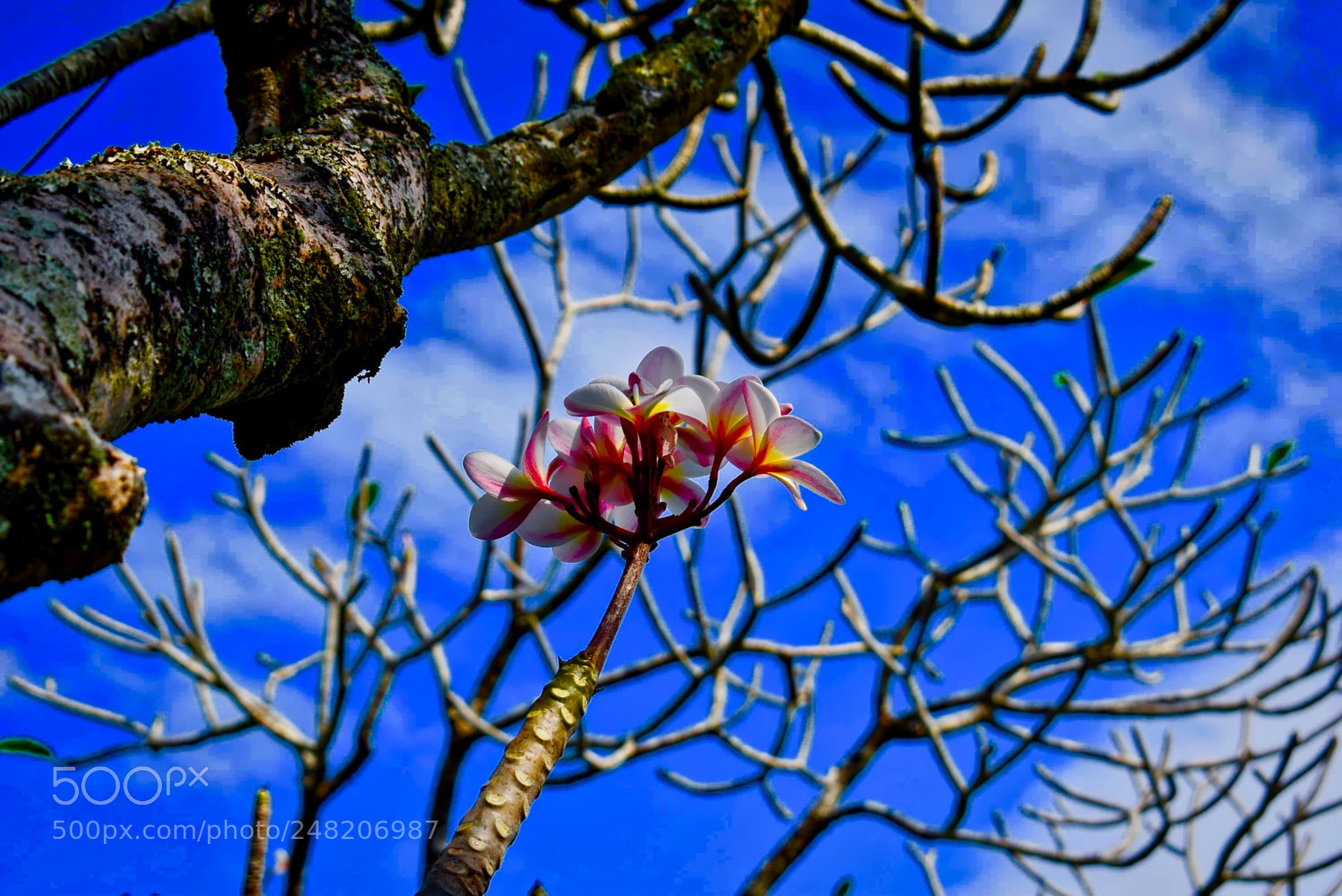 Nikon D5300 sample photo. Tropical blue sky photography