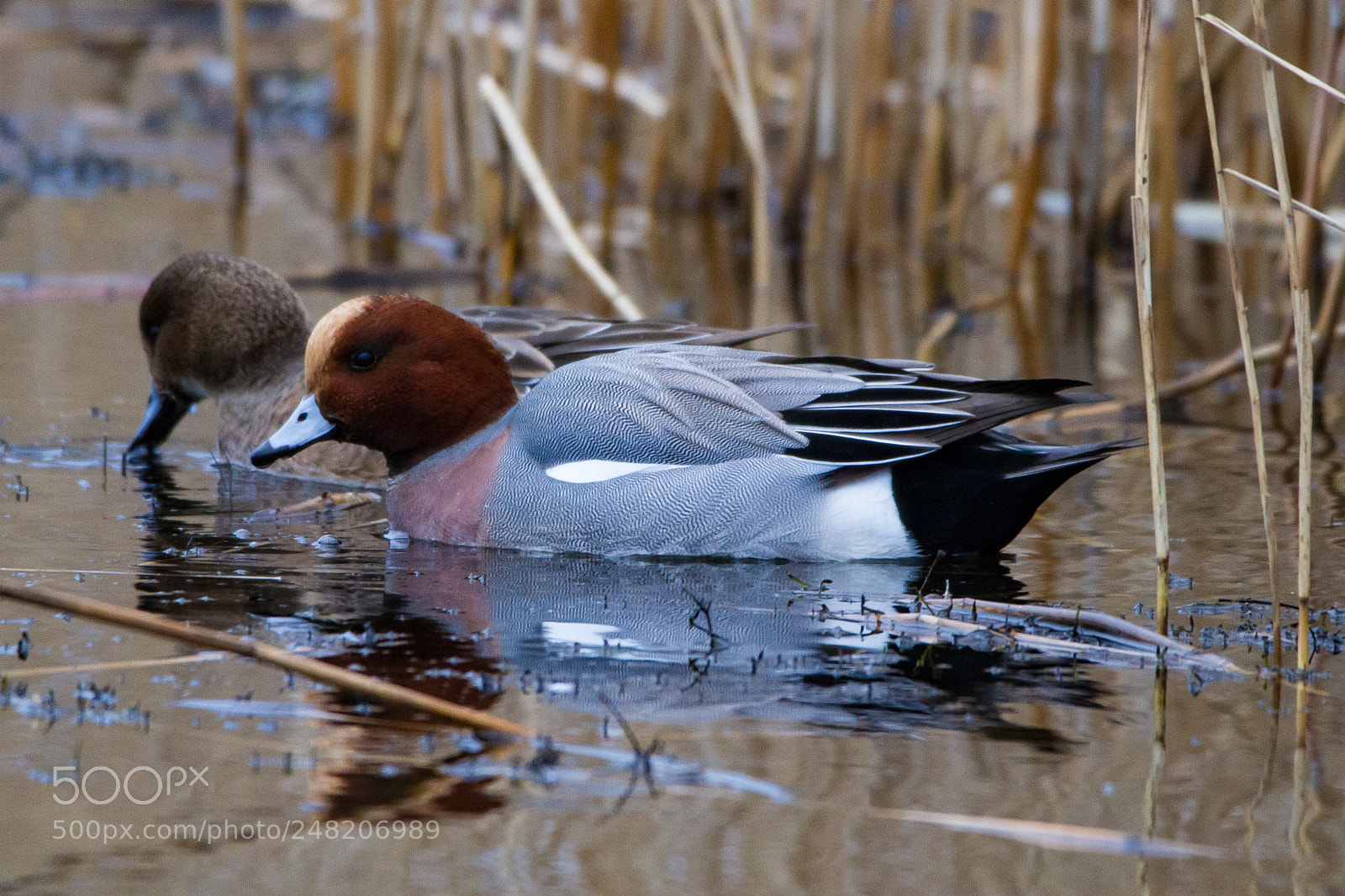 Canon EOS 7D sample photo. Day 1158 photography