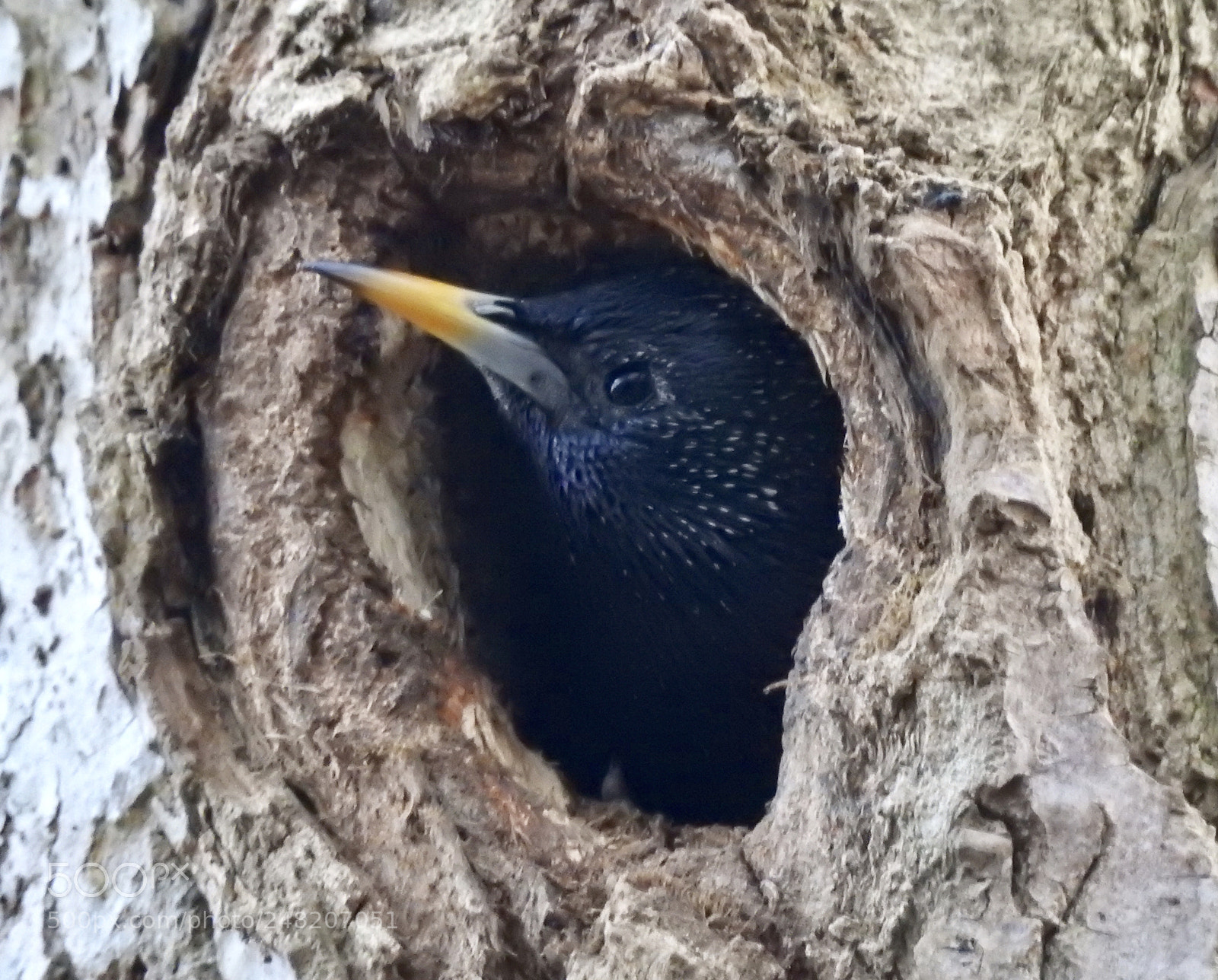 Nikon Coolpix P900 sample photo. Starling is looking for photography