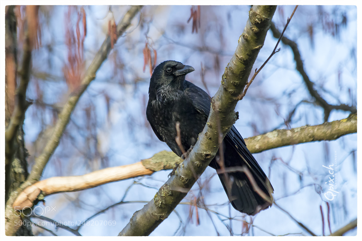 Canon EOS 80D sample photo. Crow i photography