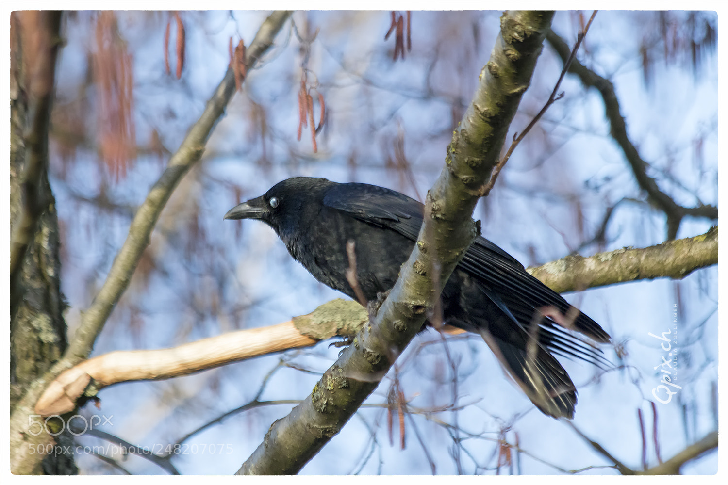 Canon EOS 80D sample photo. Crow iii photography