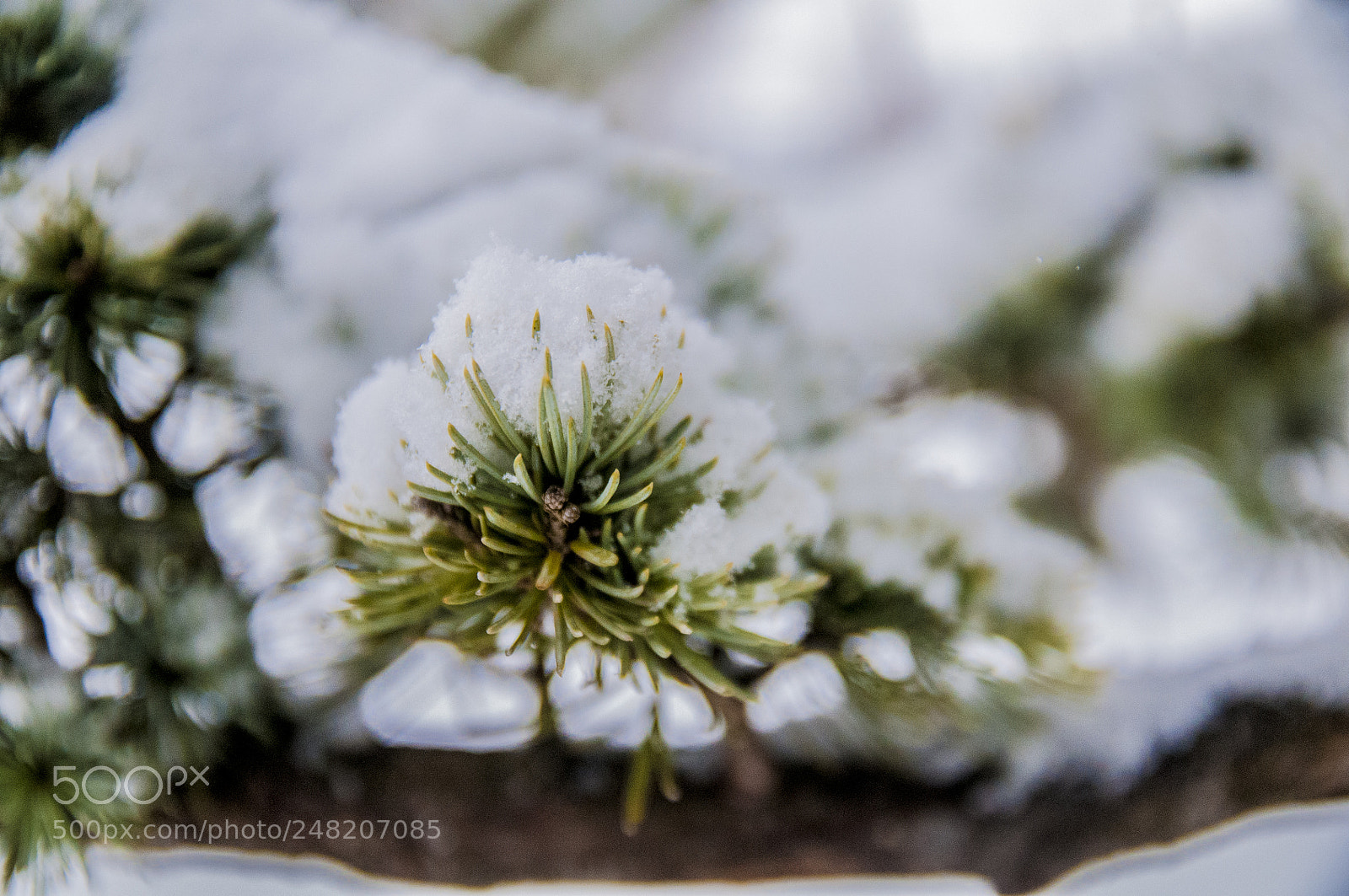 Nikon D300 sample photo. Flower with snow photography