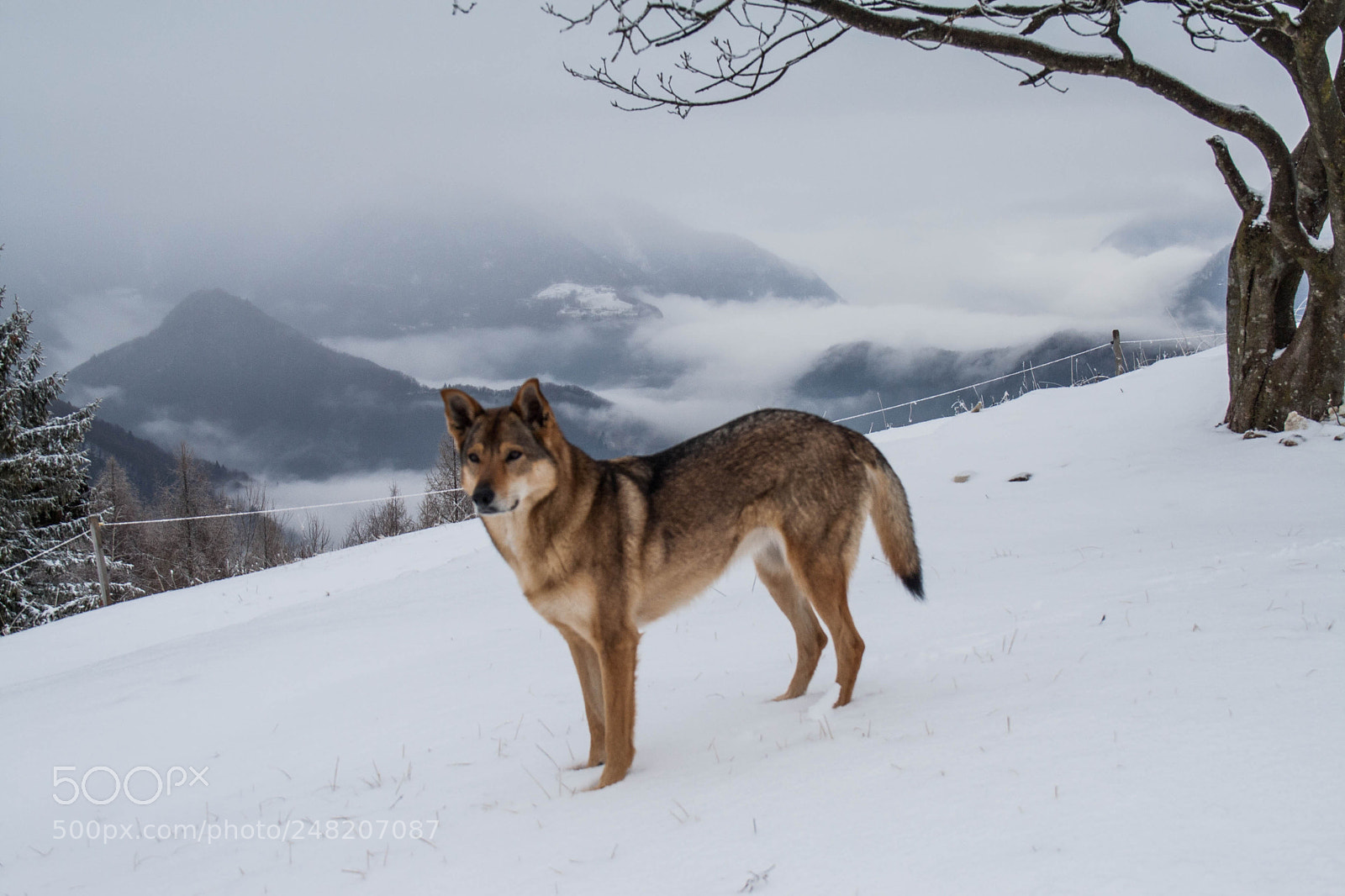 Canon EOS 1000D (EOS Digital Rebel XS / EOS Kiss F) sample photo. Wolf on the snow photography