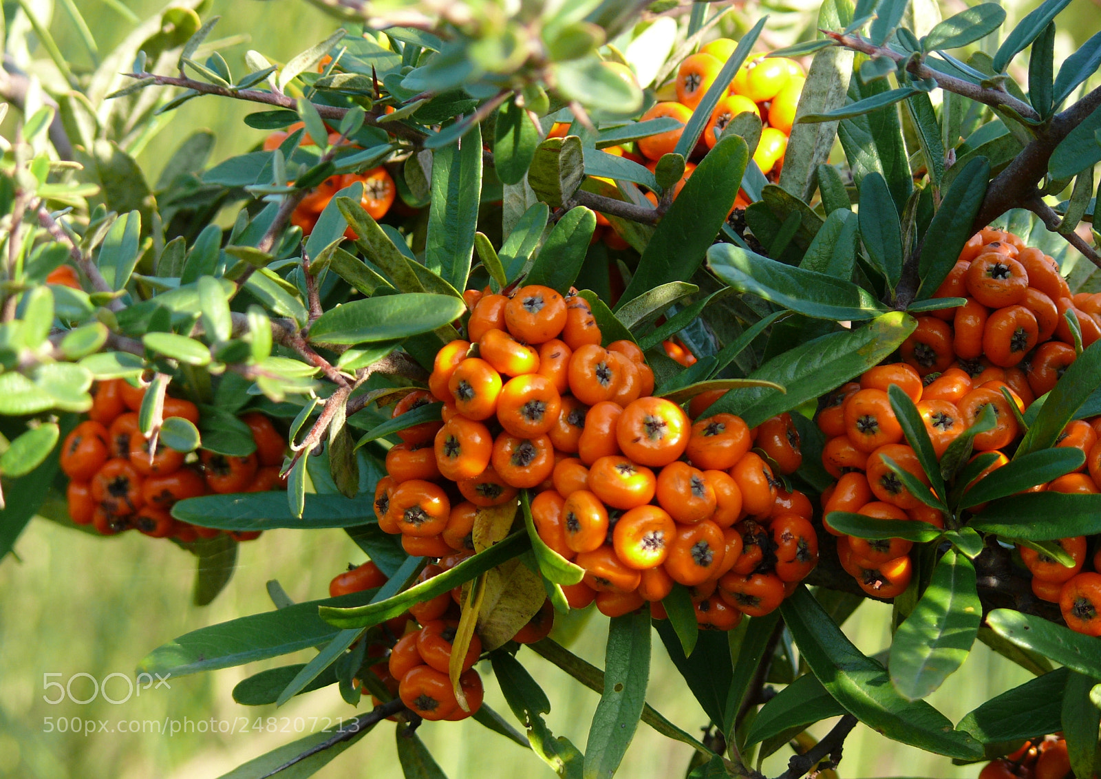 Panasonic DMC-FZ50 sample photo. Pyracantha coccinea, red column photography