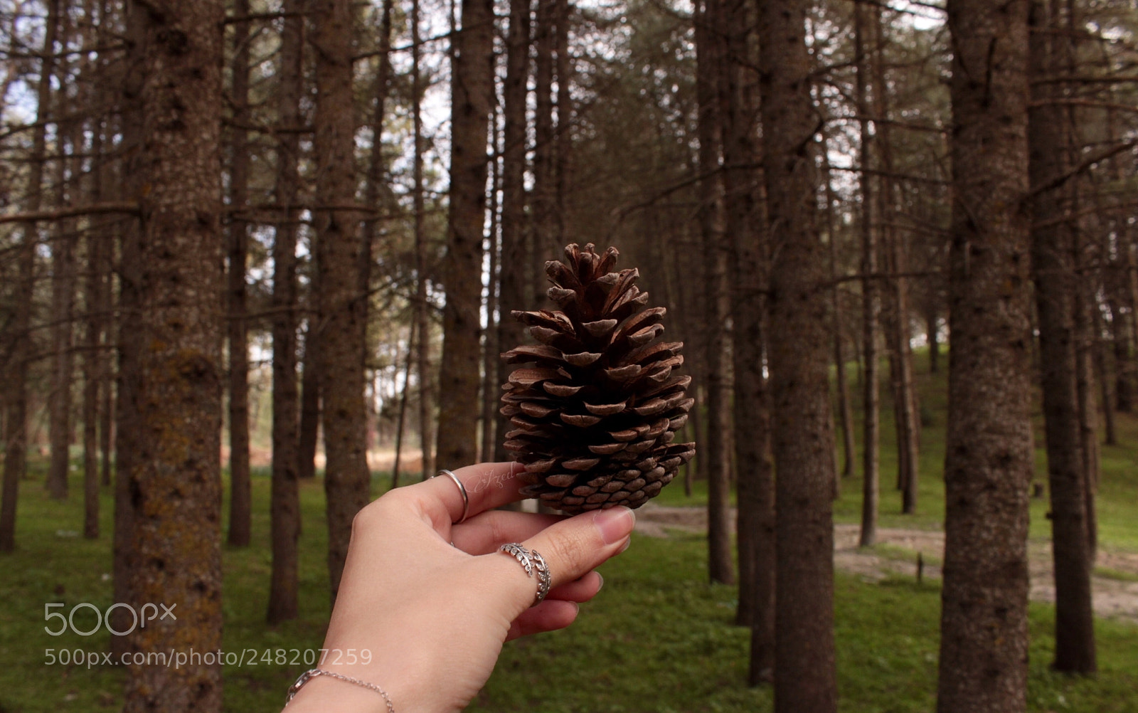 Canon EOS 700D (EOS Rebel T5i / EOS Kiss X7i) sample photo. Untitled photography