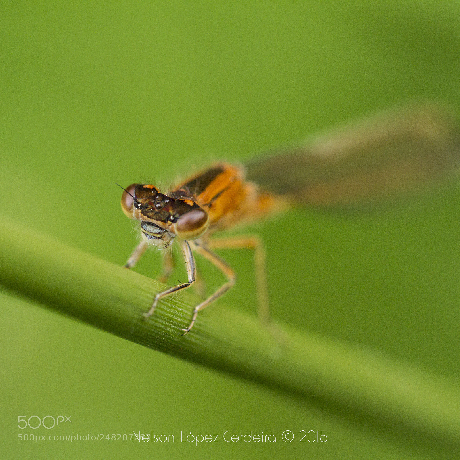 Canon EOS 7D sample photo. Macro 152 photography