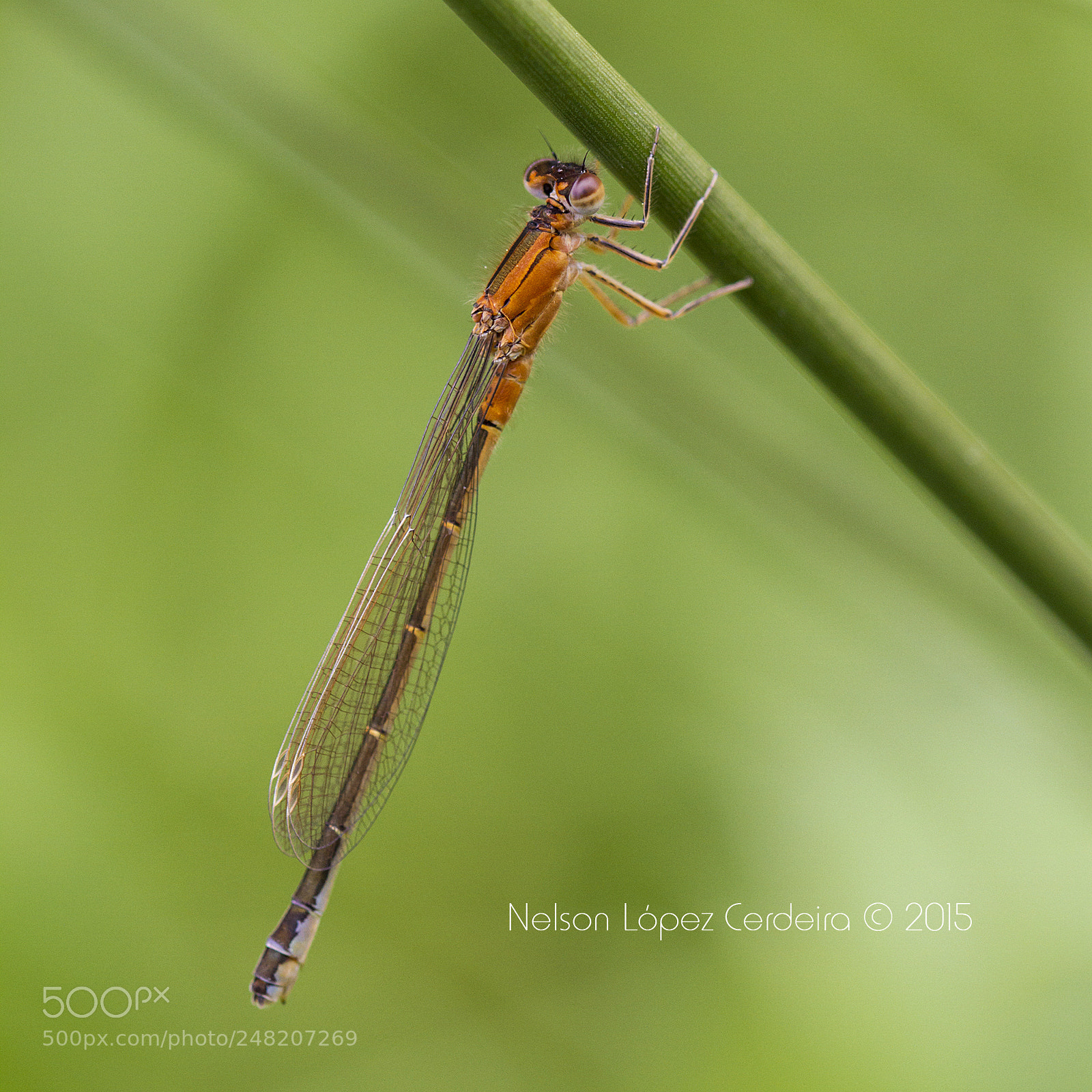 Canon EOS 7D sample photo. Macro 151 photography