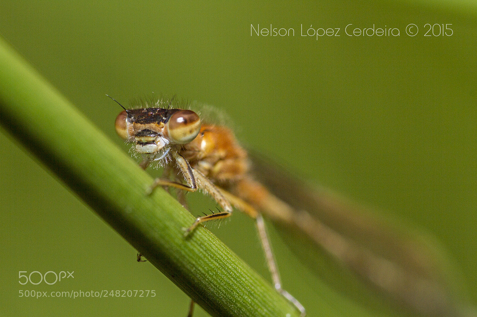 Canon EOS 7D sample photo. Macro 153 photography