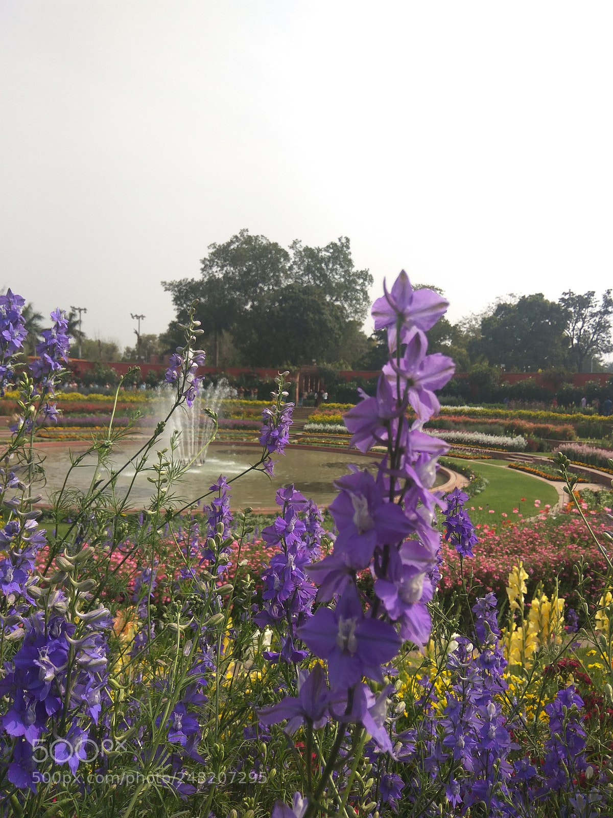 Xiaomi Redmi Note3 sample photo. Purple flower , yellow photography