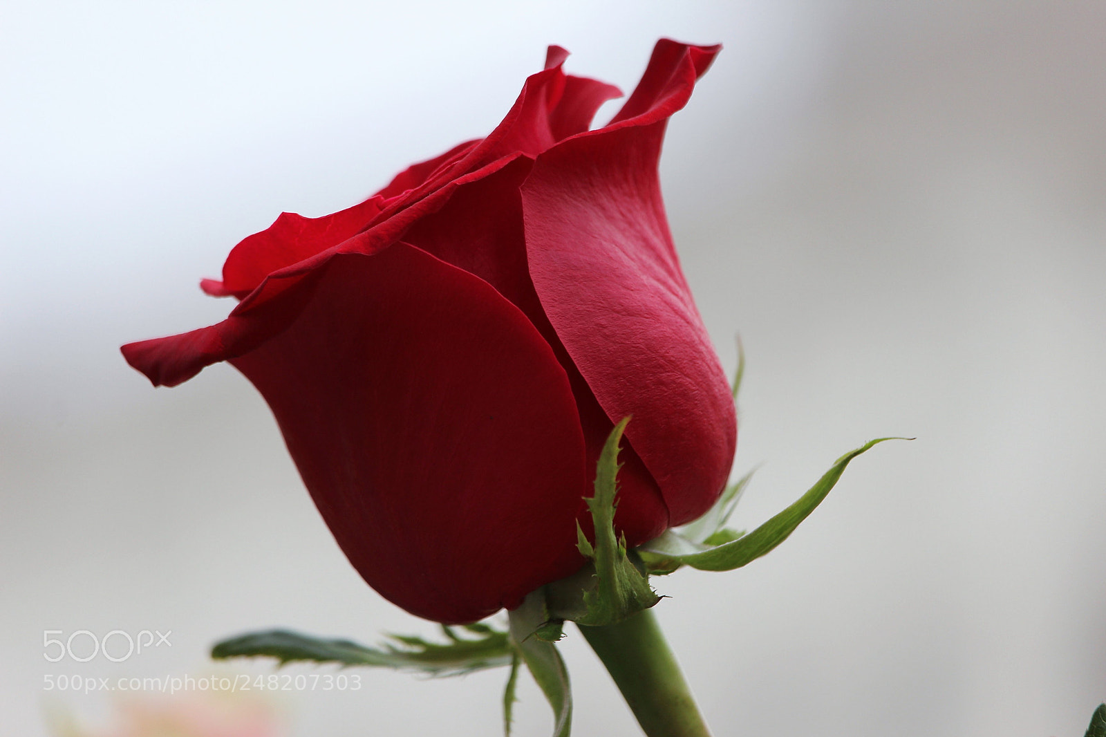 Canon EOS 1200D (EOS Rebel T5 / EOS Kiss X70 / EOS Hi) sample photo. Rosa photography