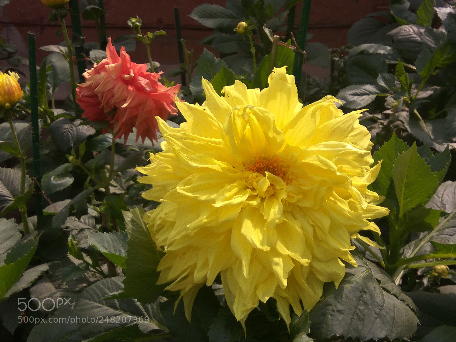 Xiaomi Redmi Note3 sample photo. Purple flower , yellow photography