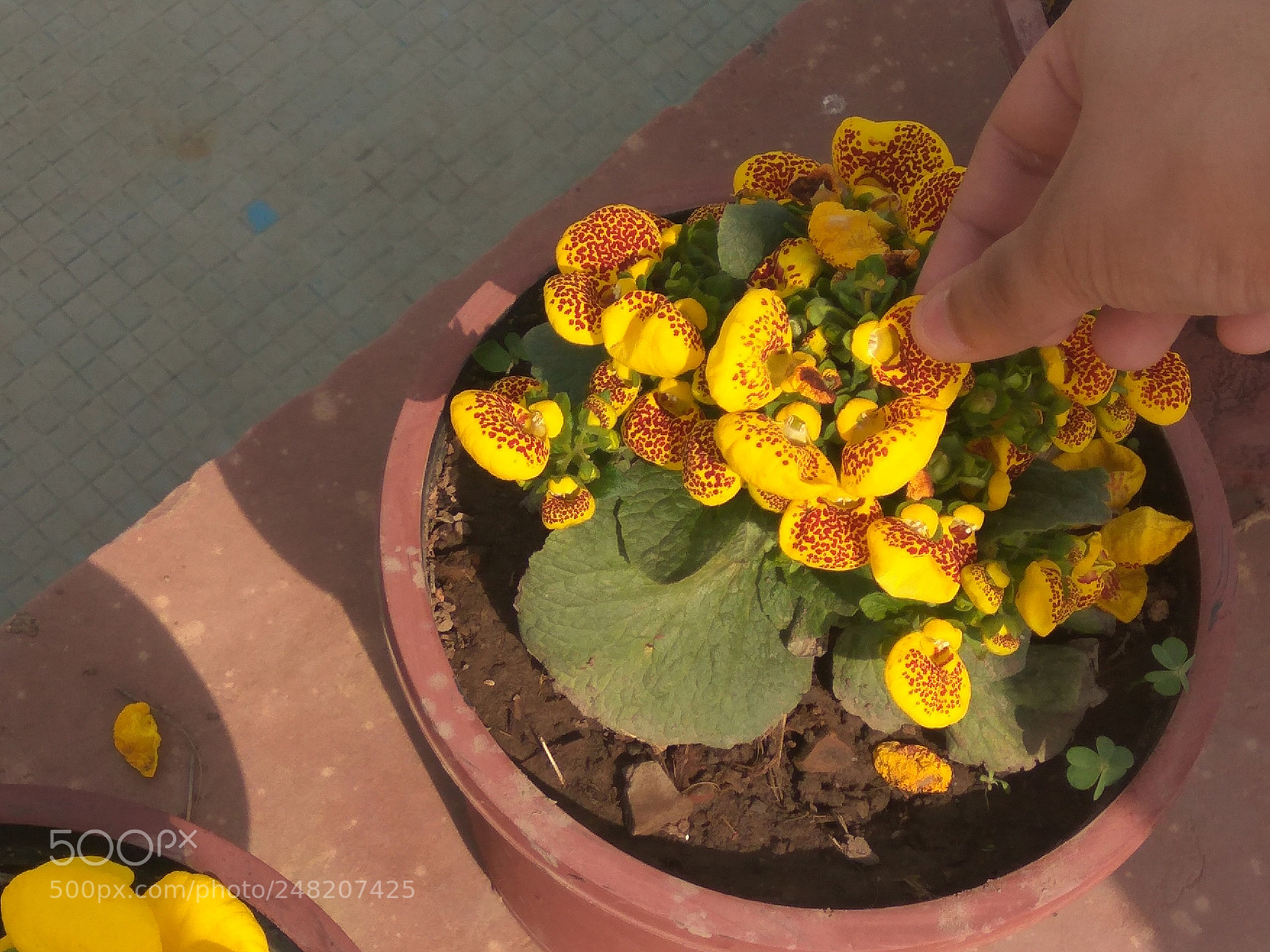 Xiaomi Redmi Note3 sample photo. Purple flower , yellow photography