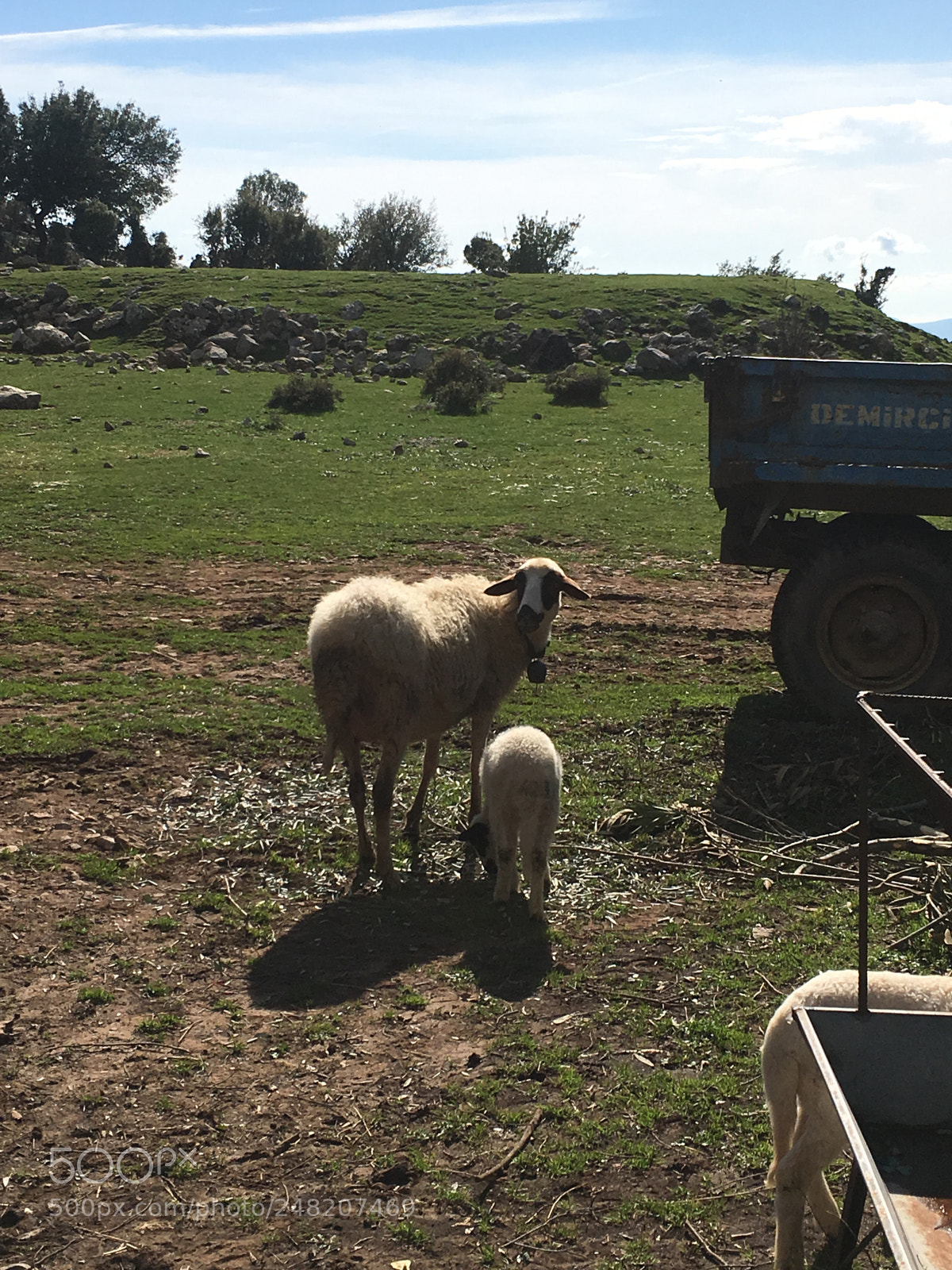 Apple iPhone 6s sample photo. Sheep& her lamb? photography