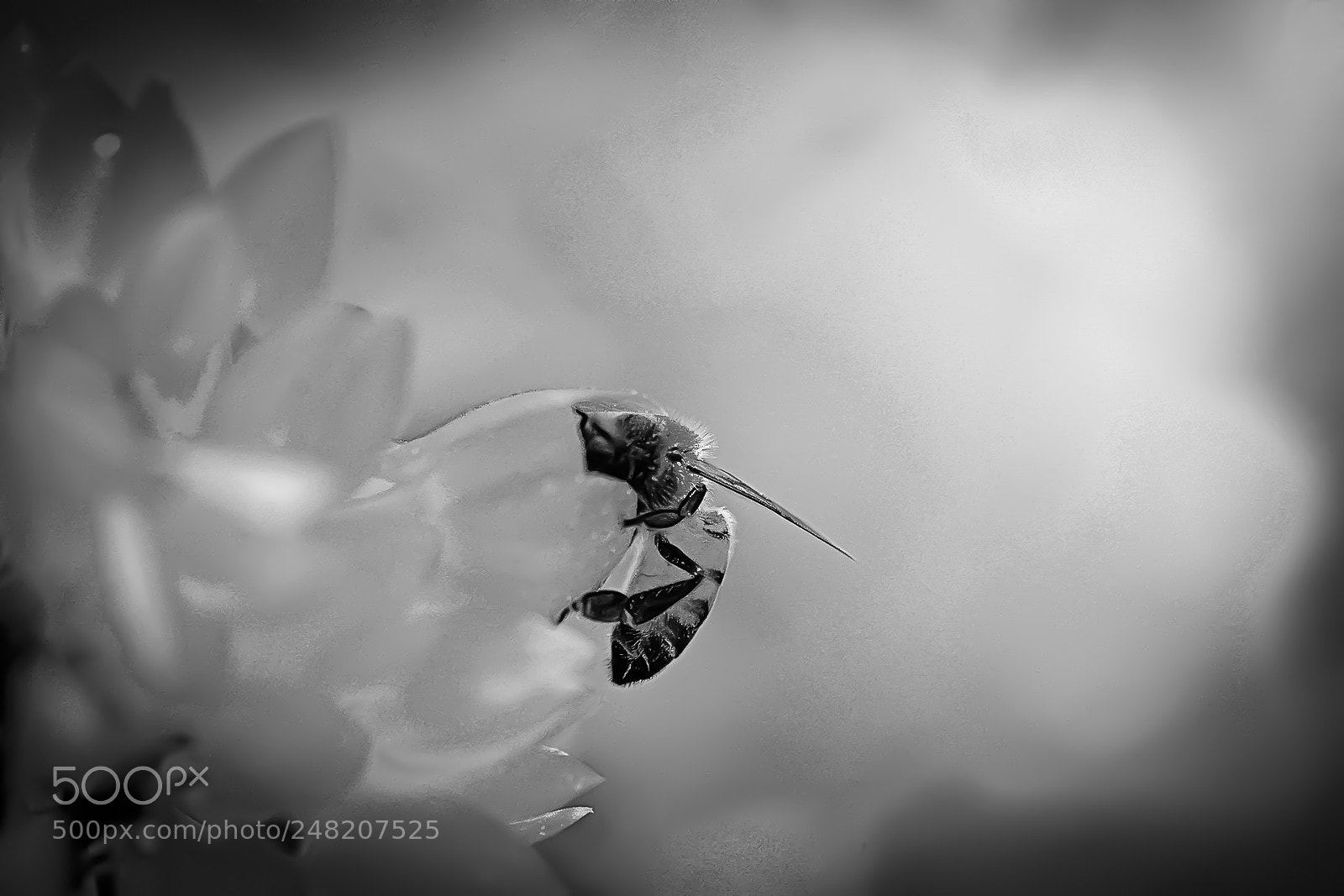 Nikon D7100 sample photo. Bee photography