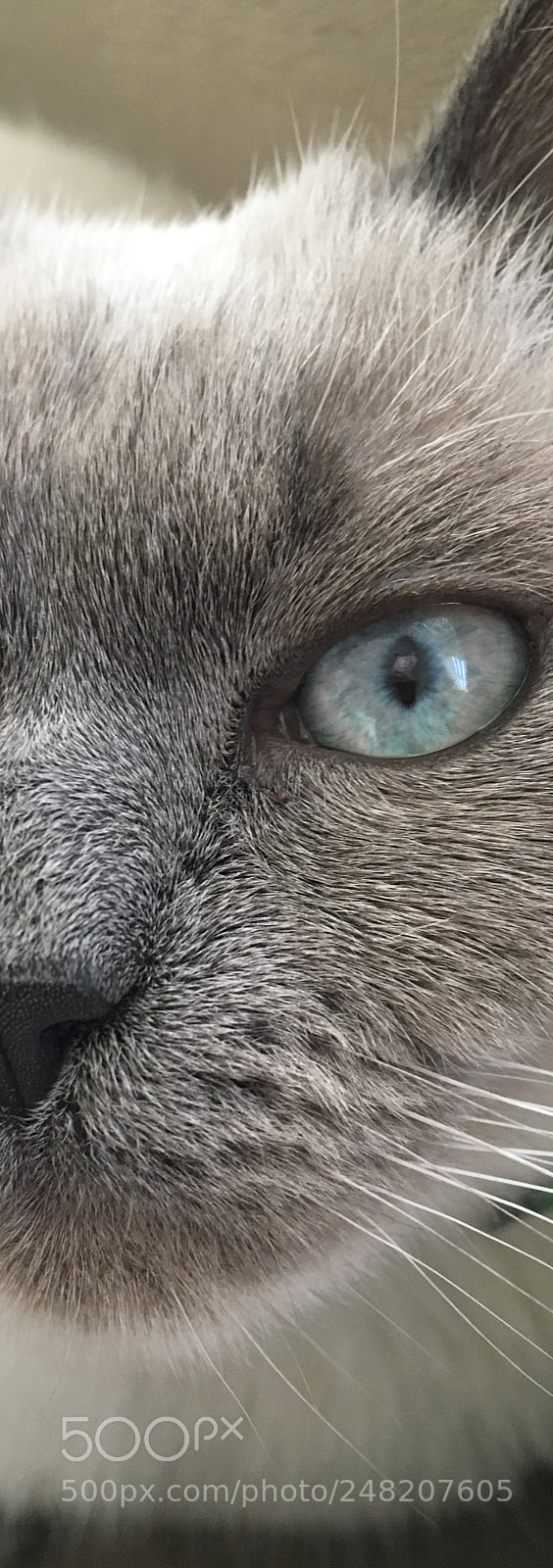 Apple iPhone 6s sample photo. Jonsnow northern prince ? photography