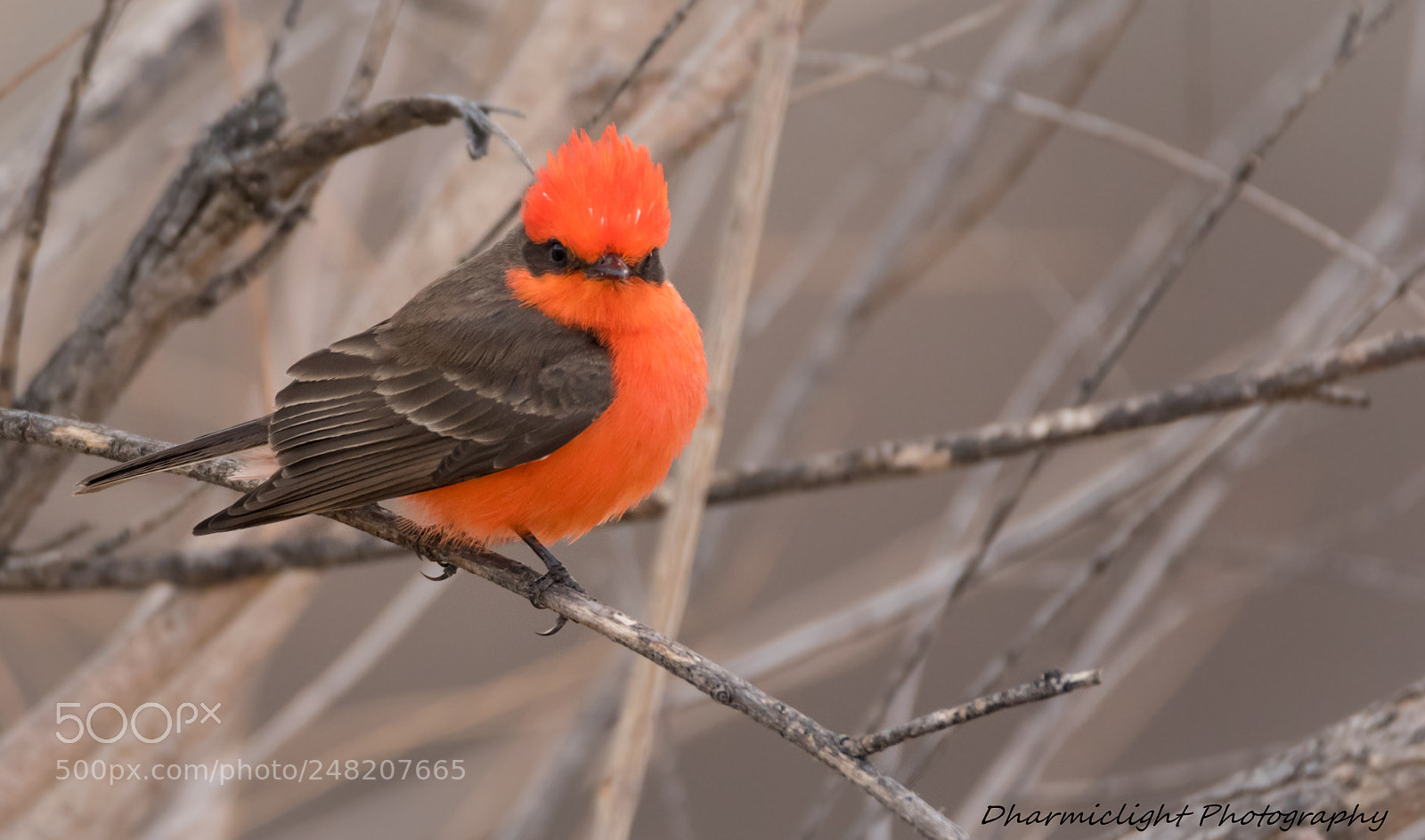 Canon EOS 7D Mark II sample photo. Fire on the branch photography