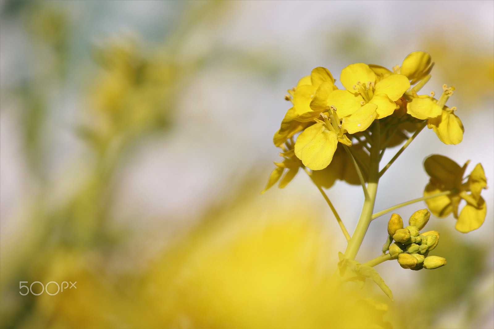 Canon EF-S 55-250mm F4-5.6 IS II sample photo. Early spring photography