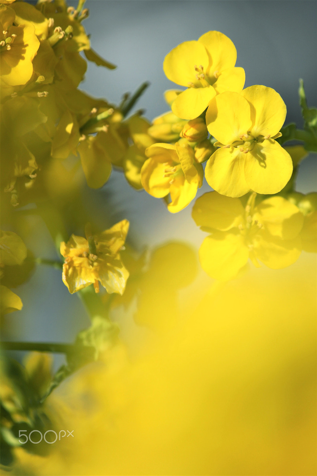 Canon EF-S 55-250mm F4-5.6 IS II sample photo. Early spring photography