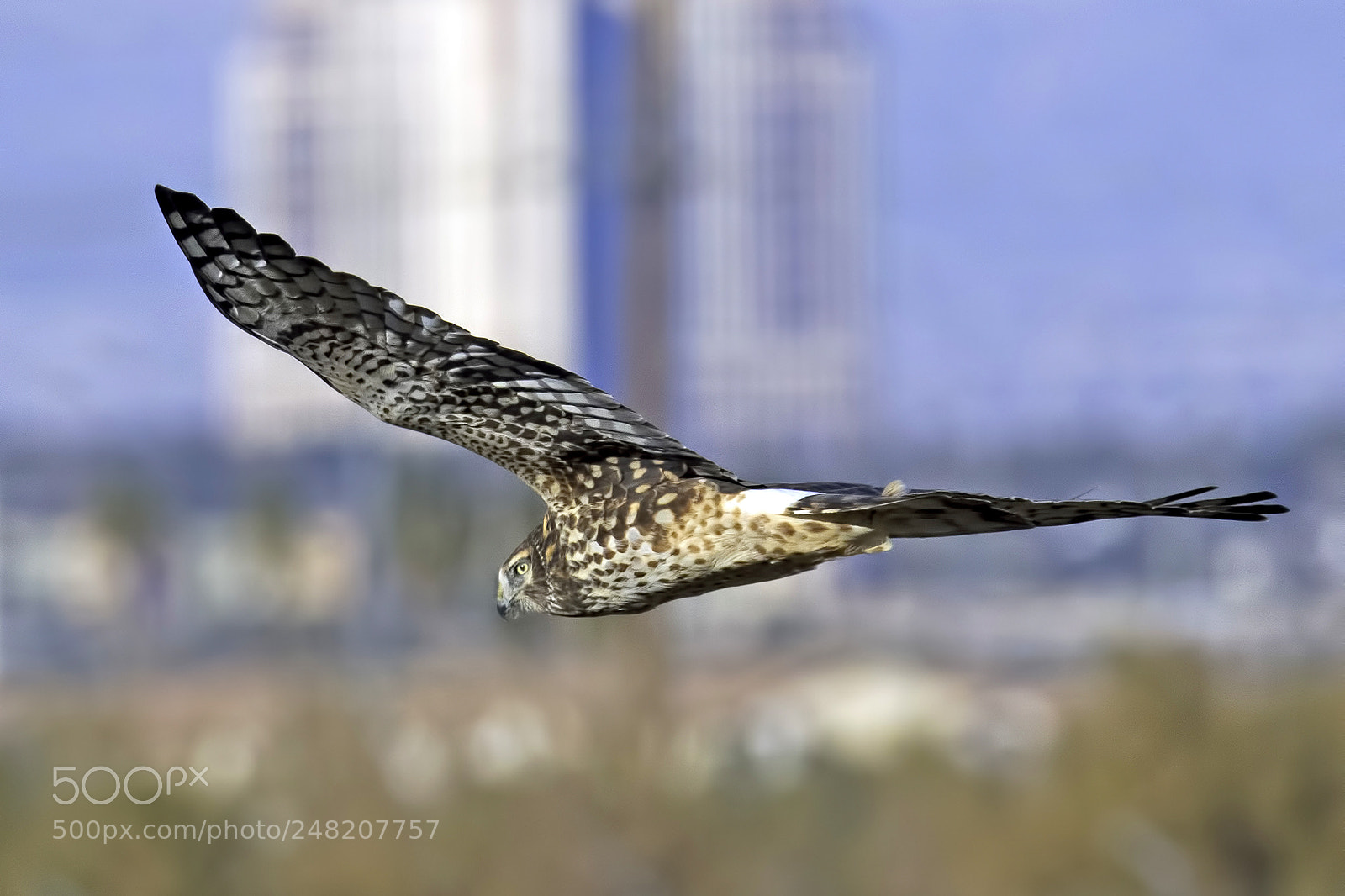 Nikon D500 sample photo. Flying with nature photography