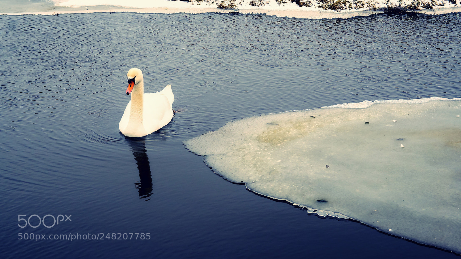 Sony ILCA-77M2 sample photo. Swan on ice photography