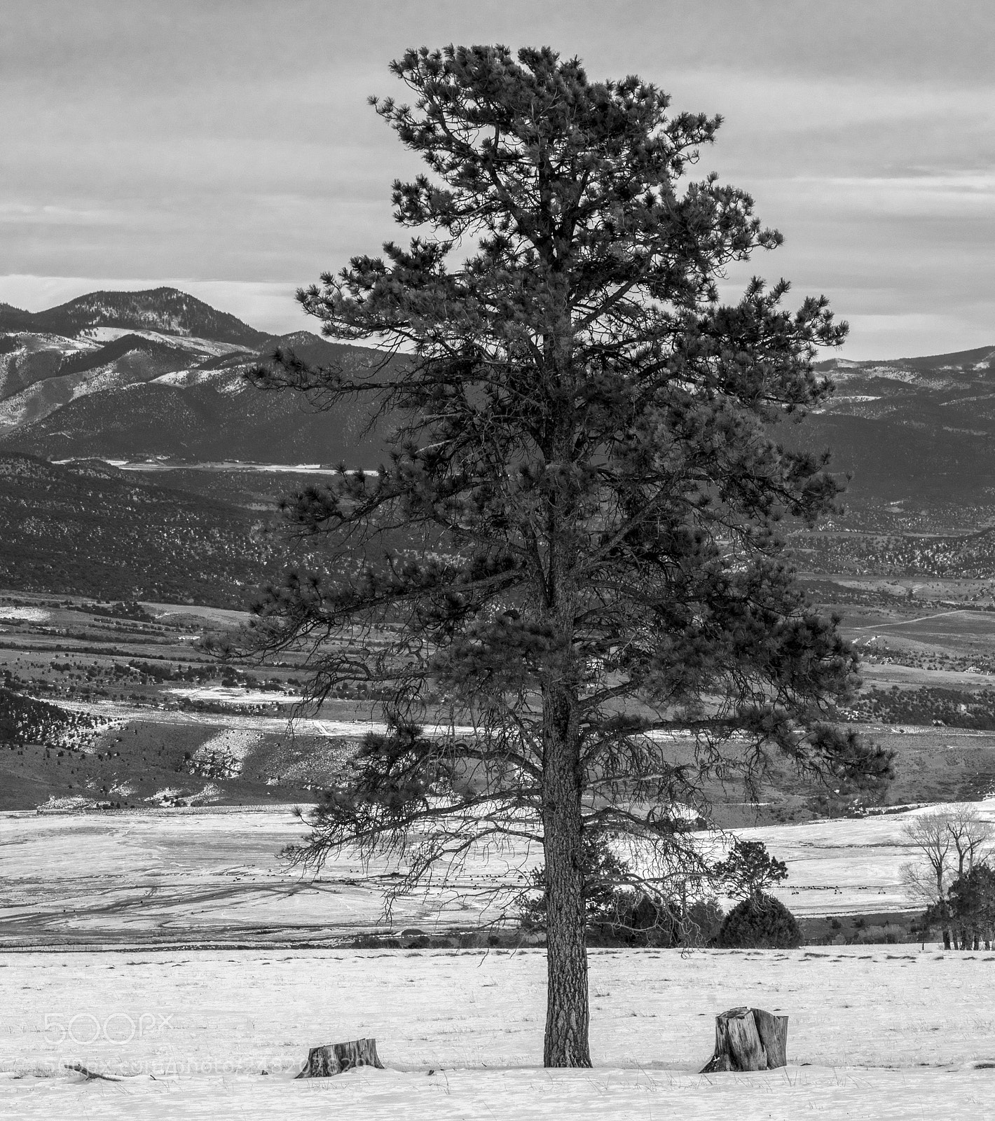Panasonic Lumix DC-G9 sample photo. Albertson tree photography
