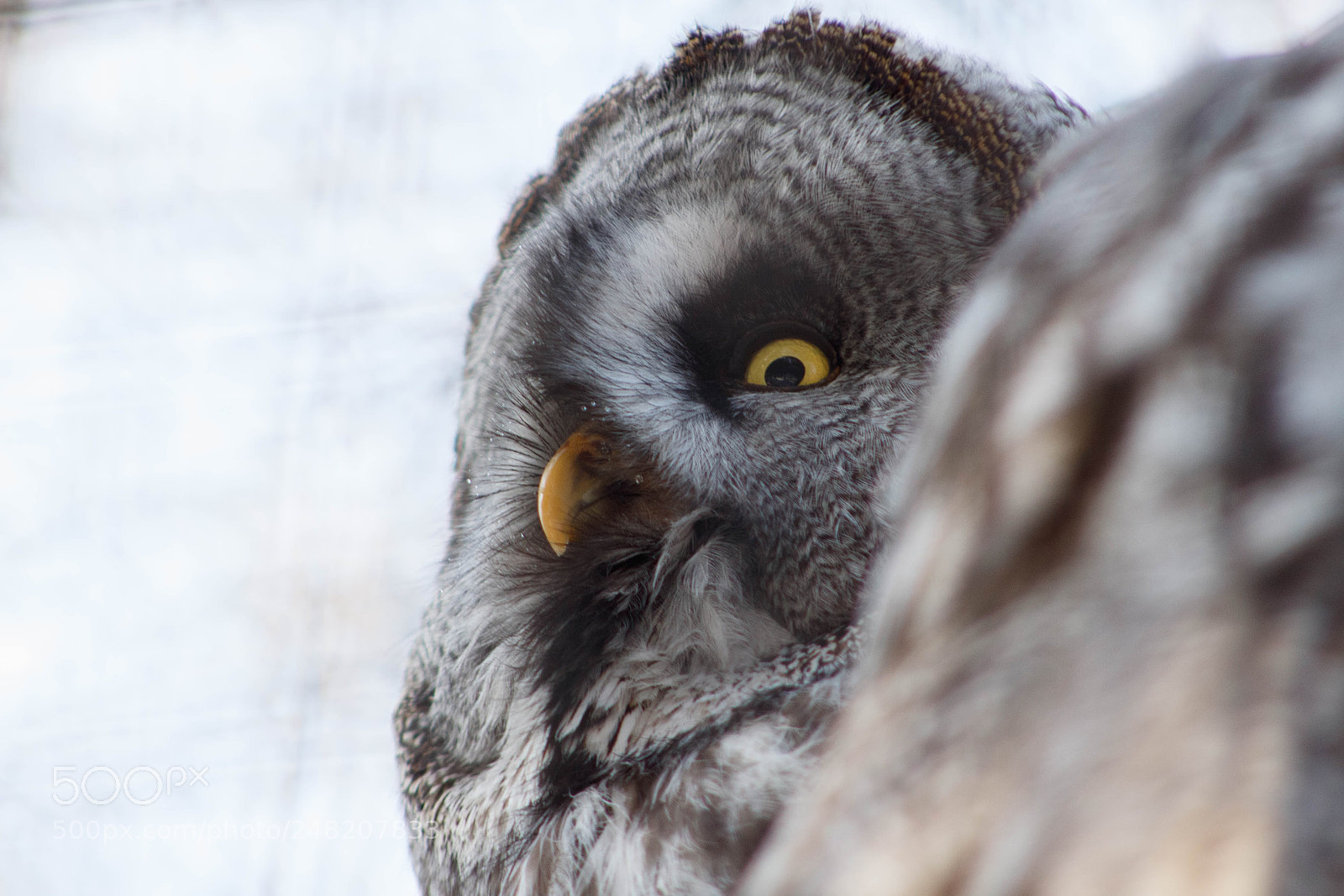 Canon EOS 1300D (EOS Rebel T6 / EOS Kiss X80) sample photo. Diese woche stehen tiere photography