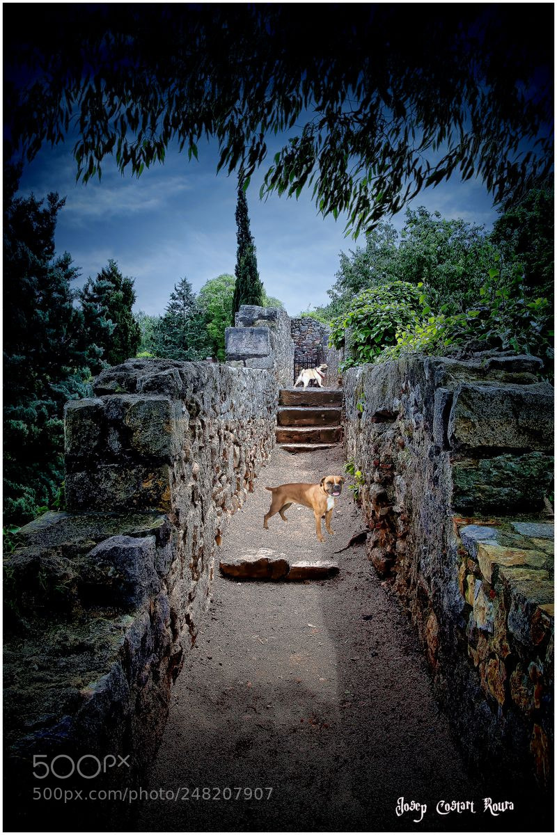 Canon EOS 5D sample photo. Muralla de girona photography