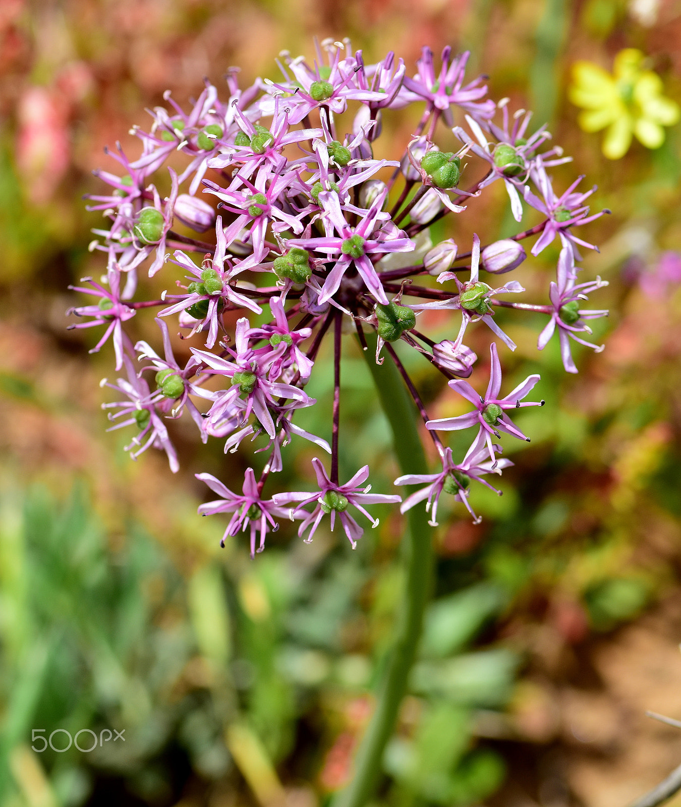 Nikon AF-S Micro-Nikkor 105mm F2.8G IF-ED VR sample photo
