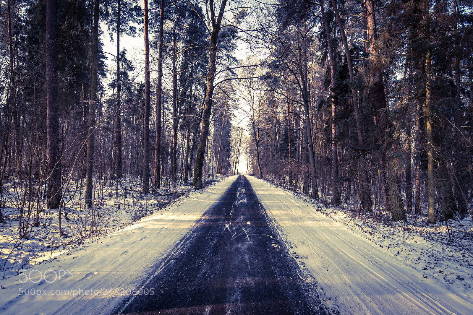 Canon EOS 6D Mark II sample photo. In the woods photography