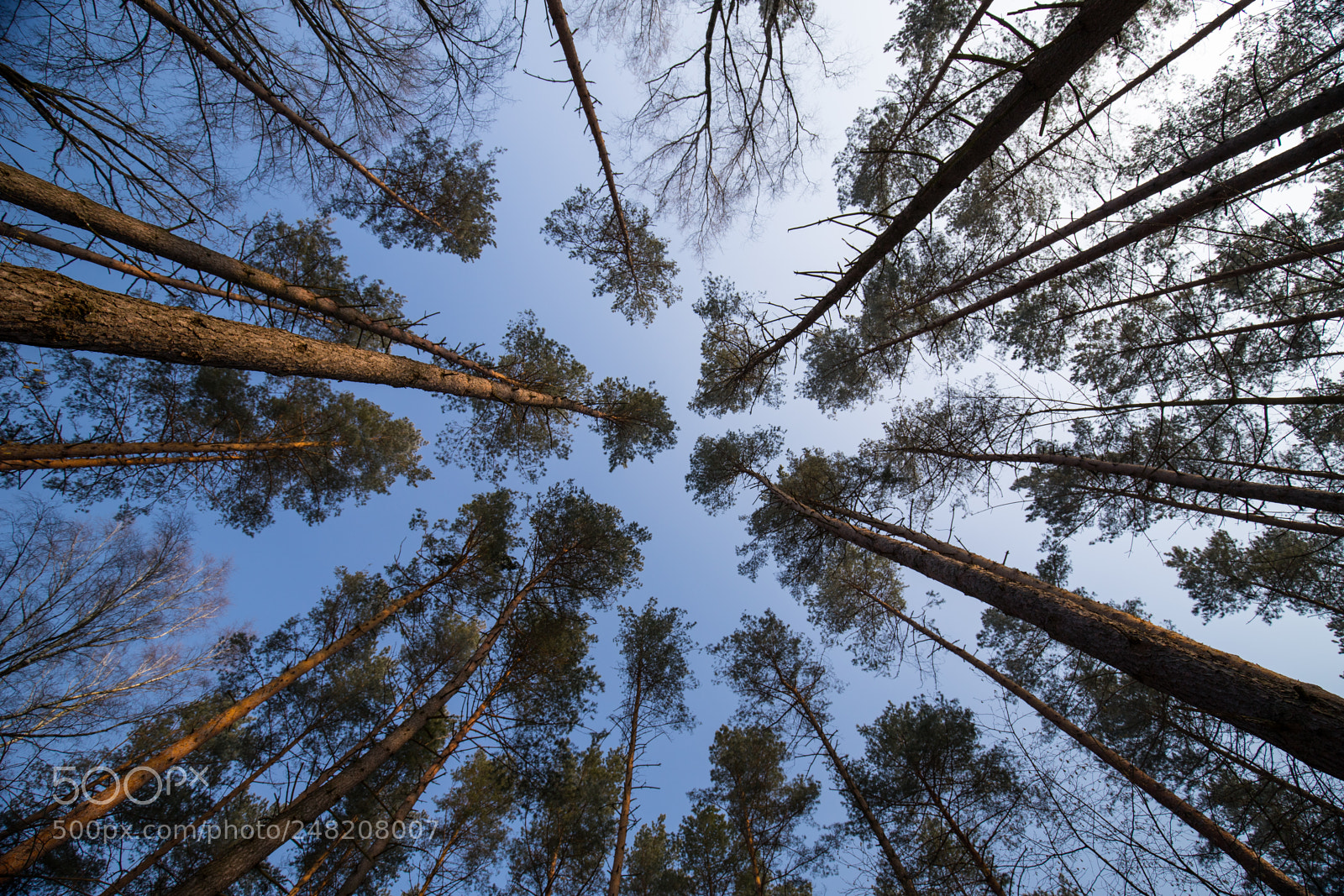Canon EOS 6D Mark II sample photo. Big nature photography