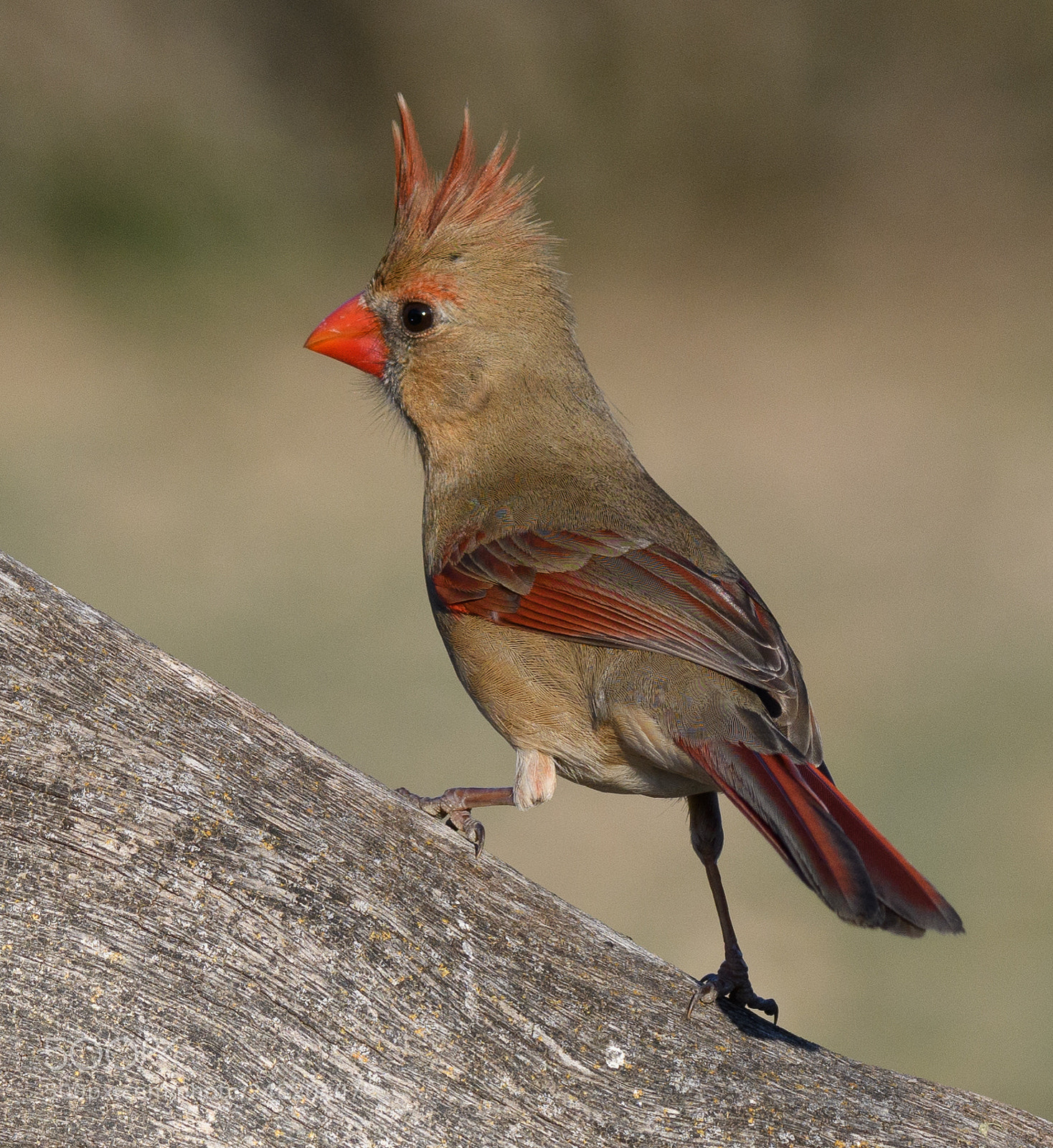 Nikon D500 sample photo. Female cardinal photography