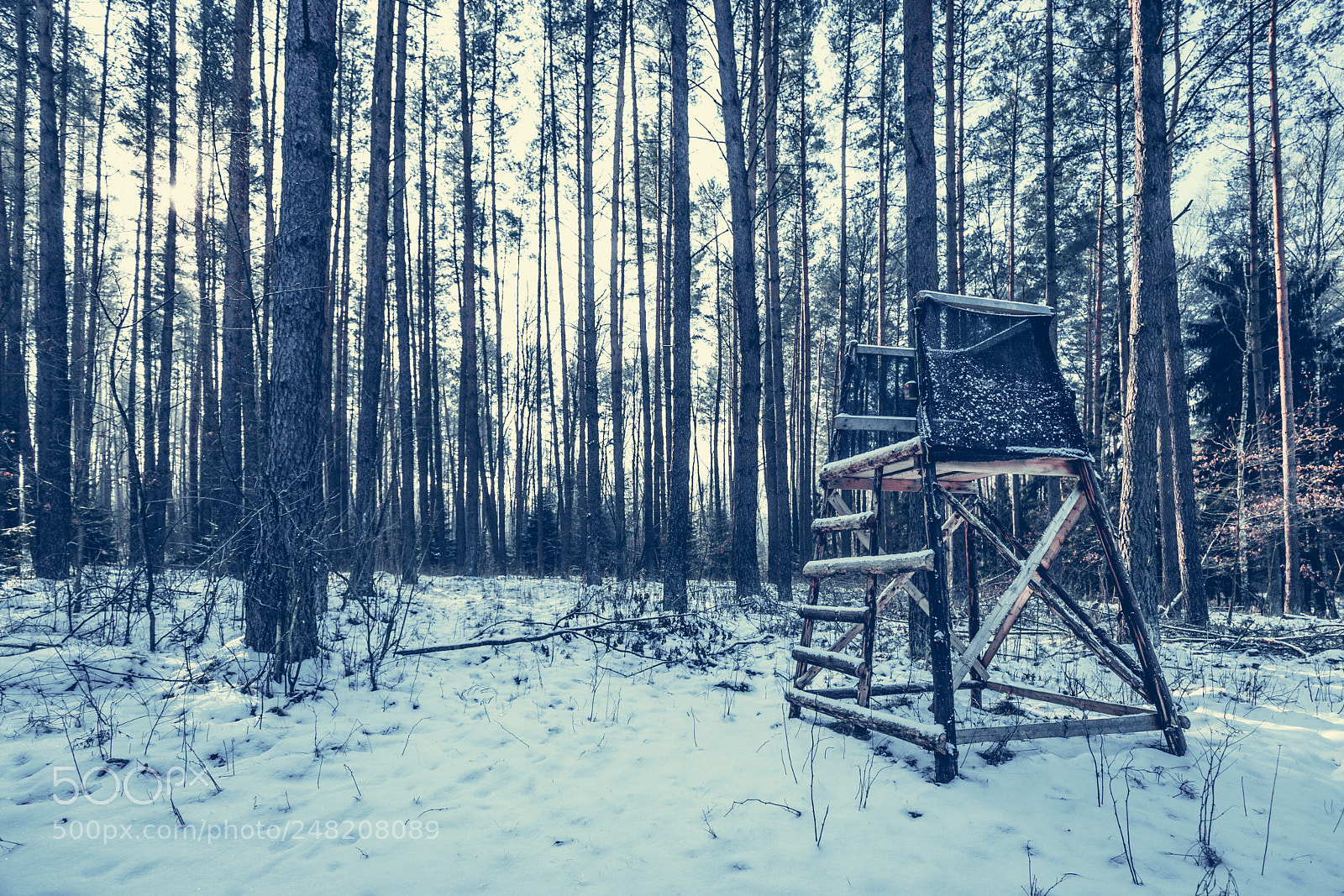 Canon EOS 6D Mark II sample photo. In the woods photography