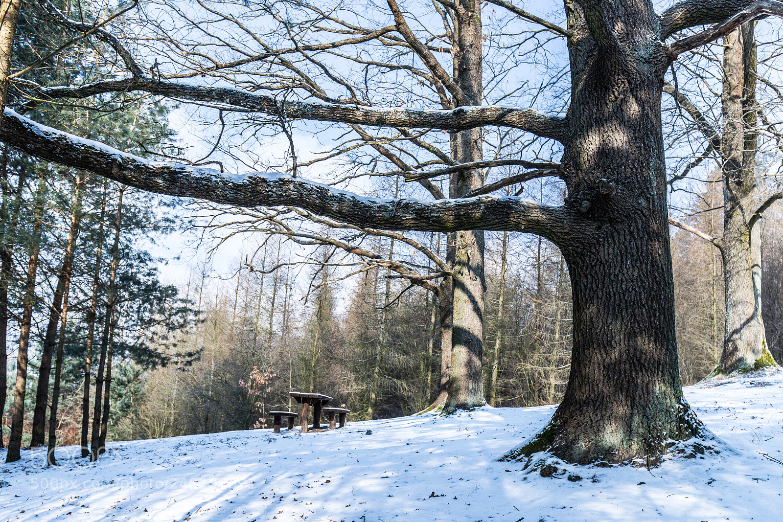 Canon EOS 6D Mark II sample photo. Winter in the park photography
