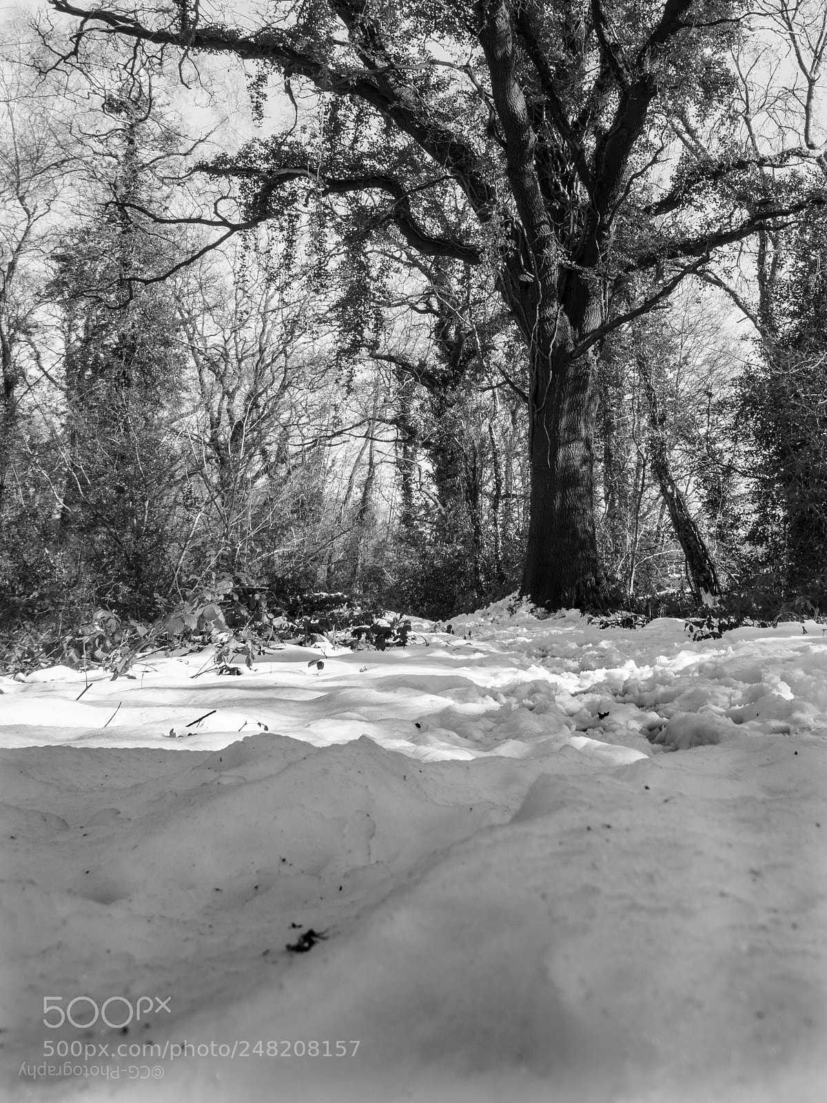 Panasonic Lumix DMC-GX8 sample photo. Snowy forest clearing photography