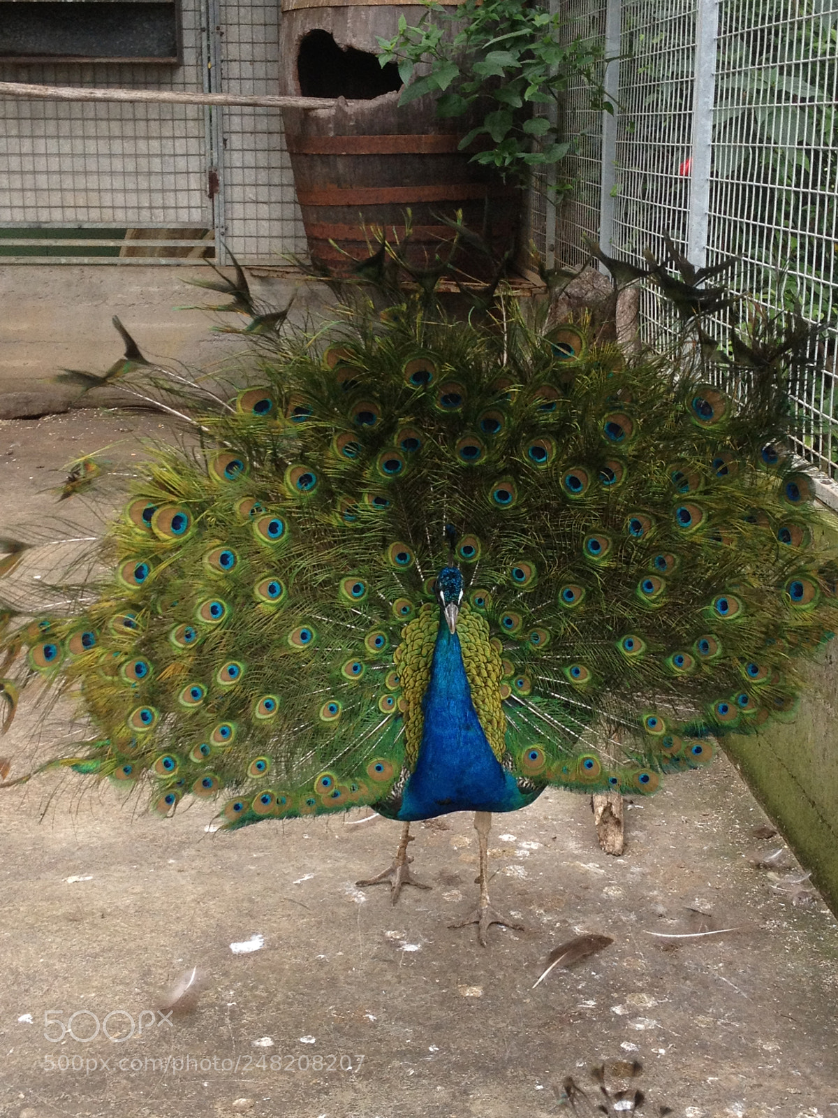 Apple iPhone 4S sample photo. A peacock in funchal photography