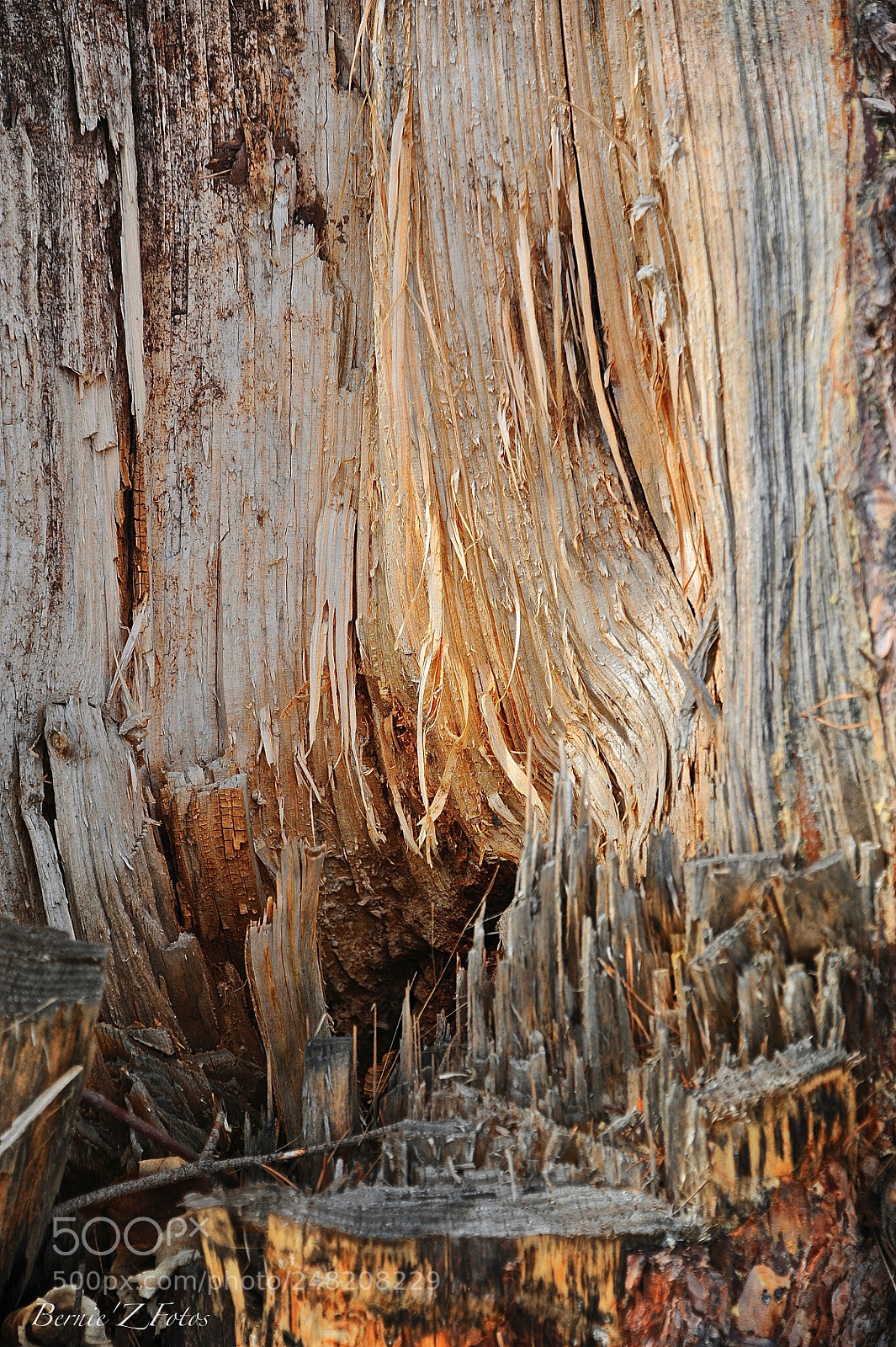 Nikon D3 sample photo. Wood heart photography