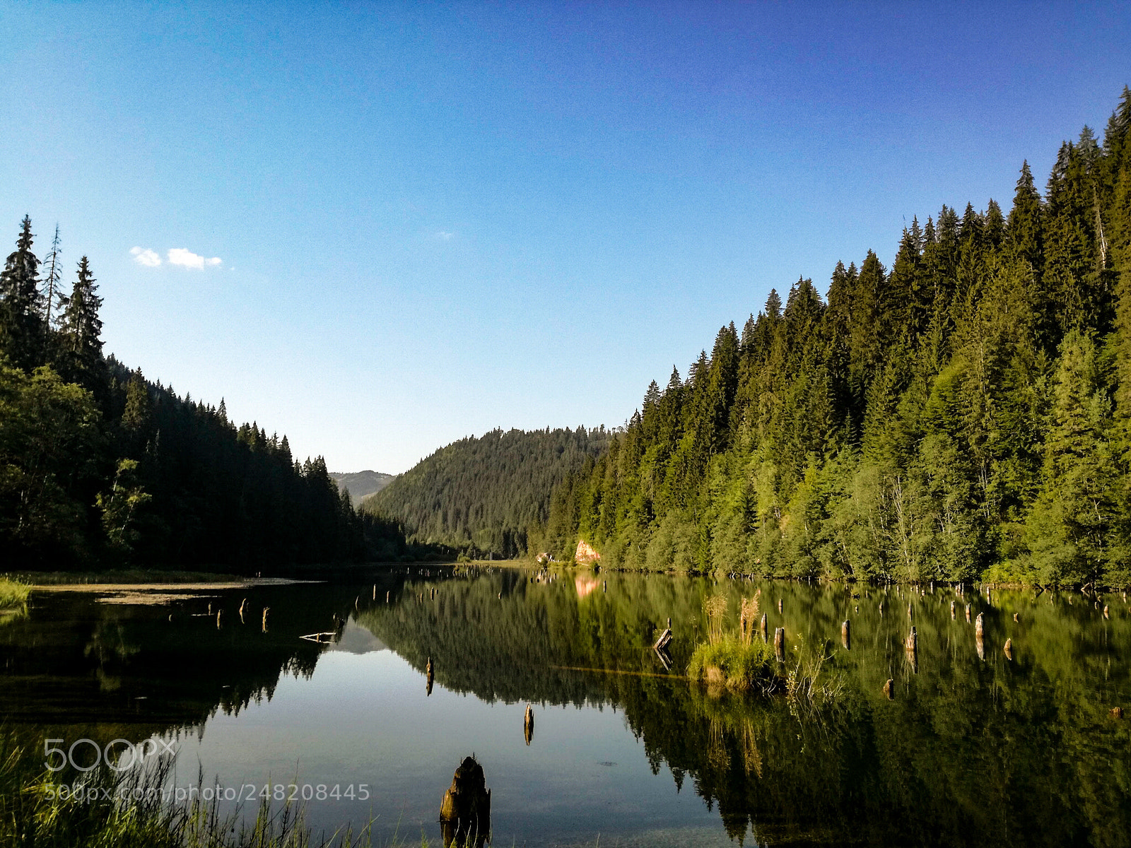 HUAWEI P9 LITE sample photo. Flooded forest photography